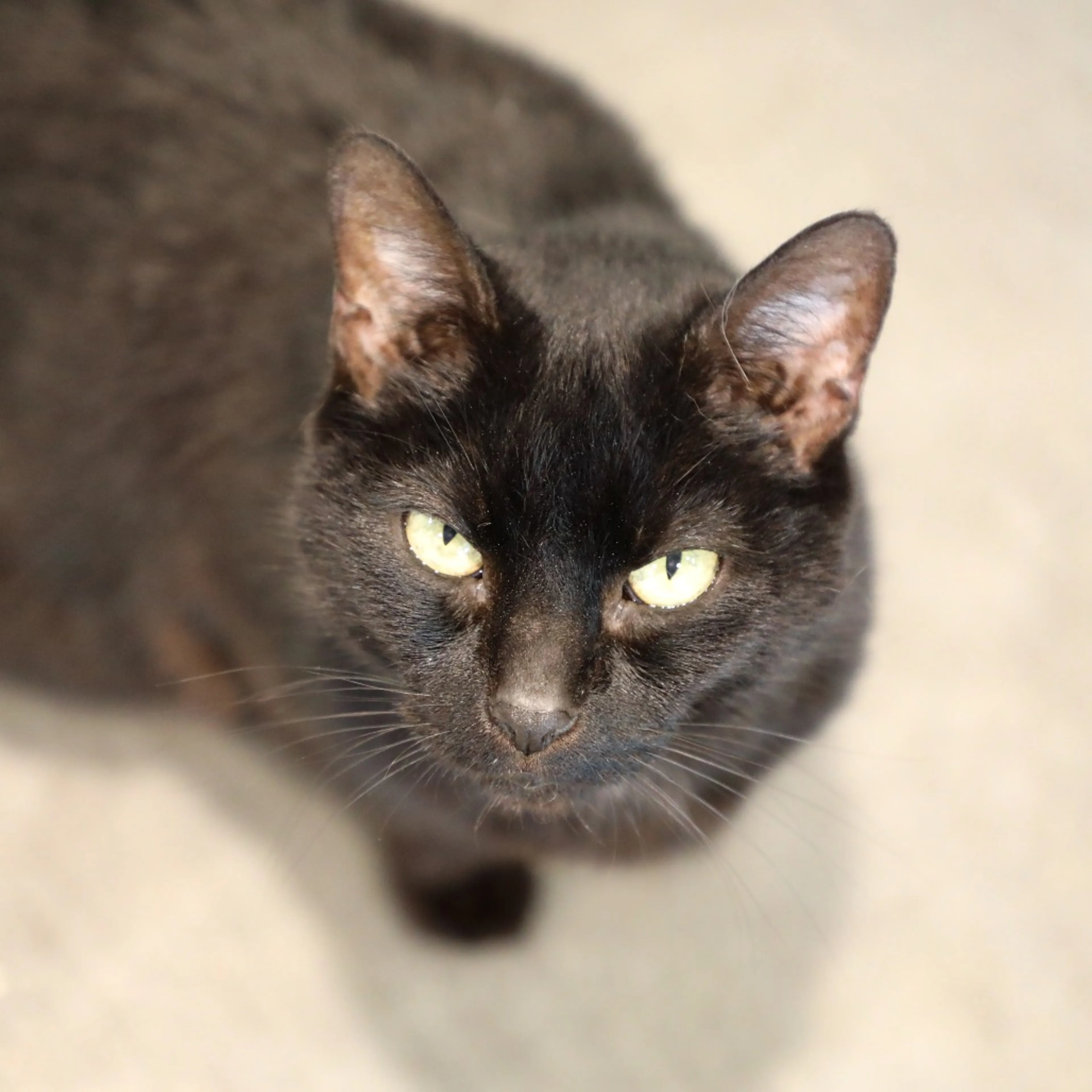 Found pet-2