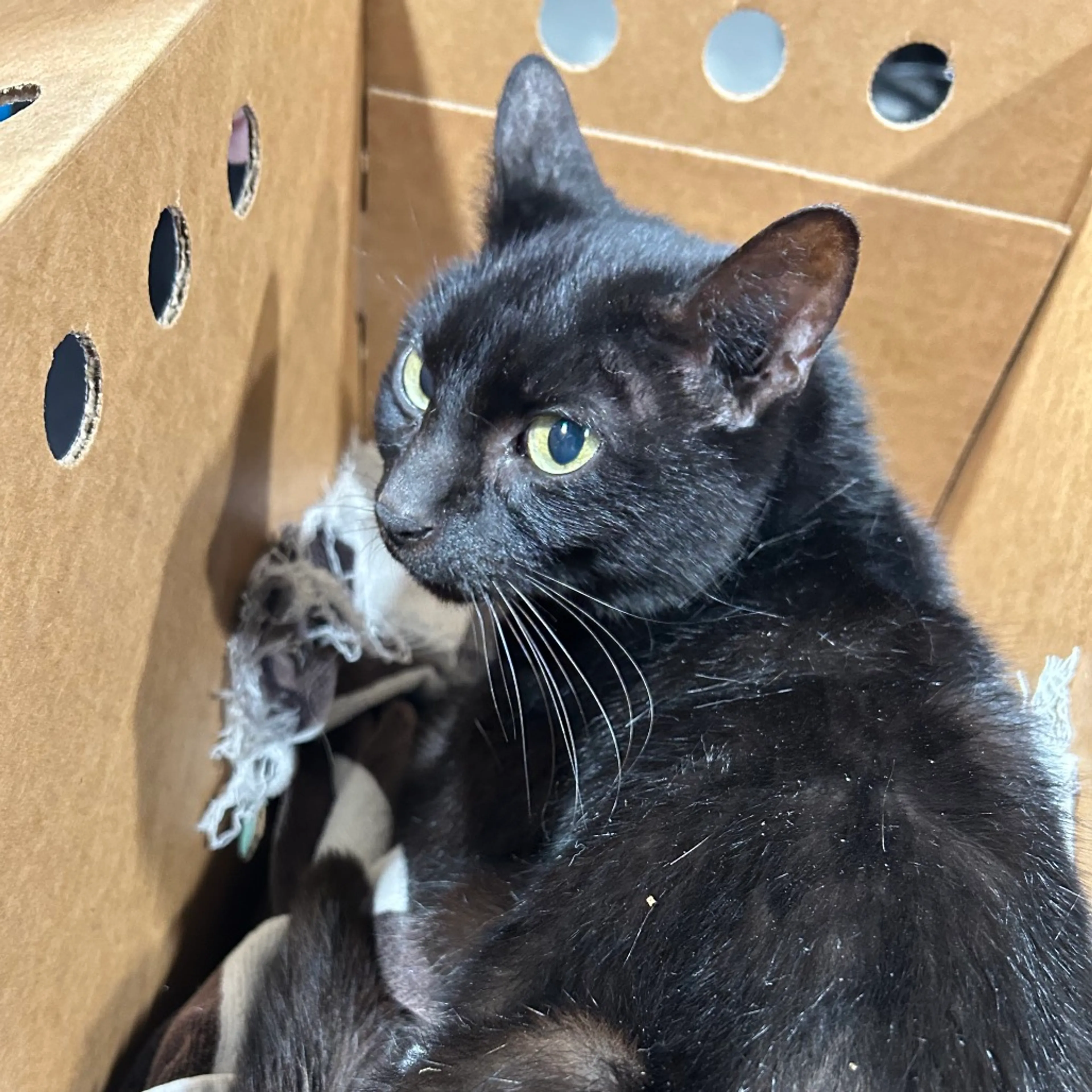 Found pet-1