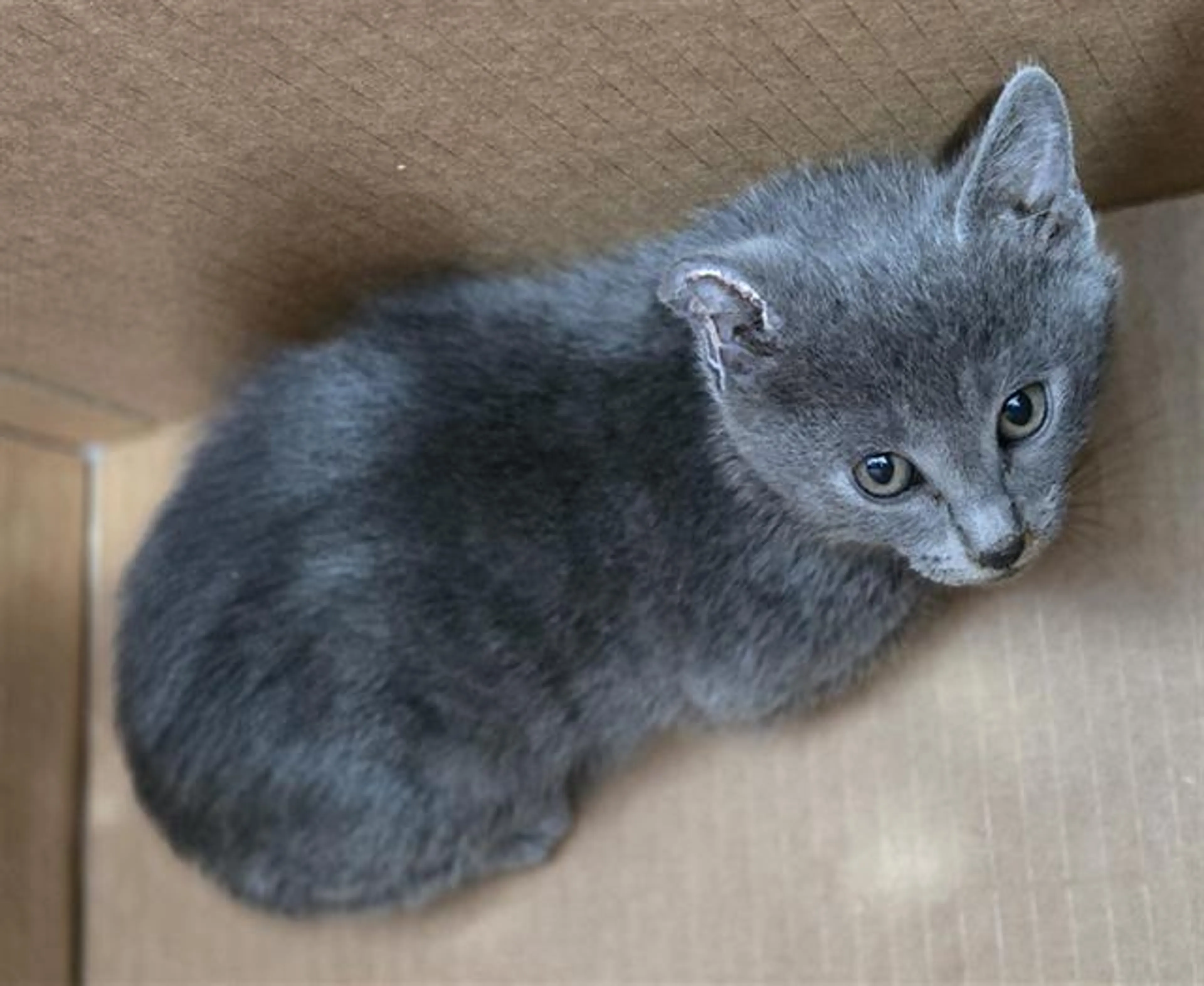 Found pet