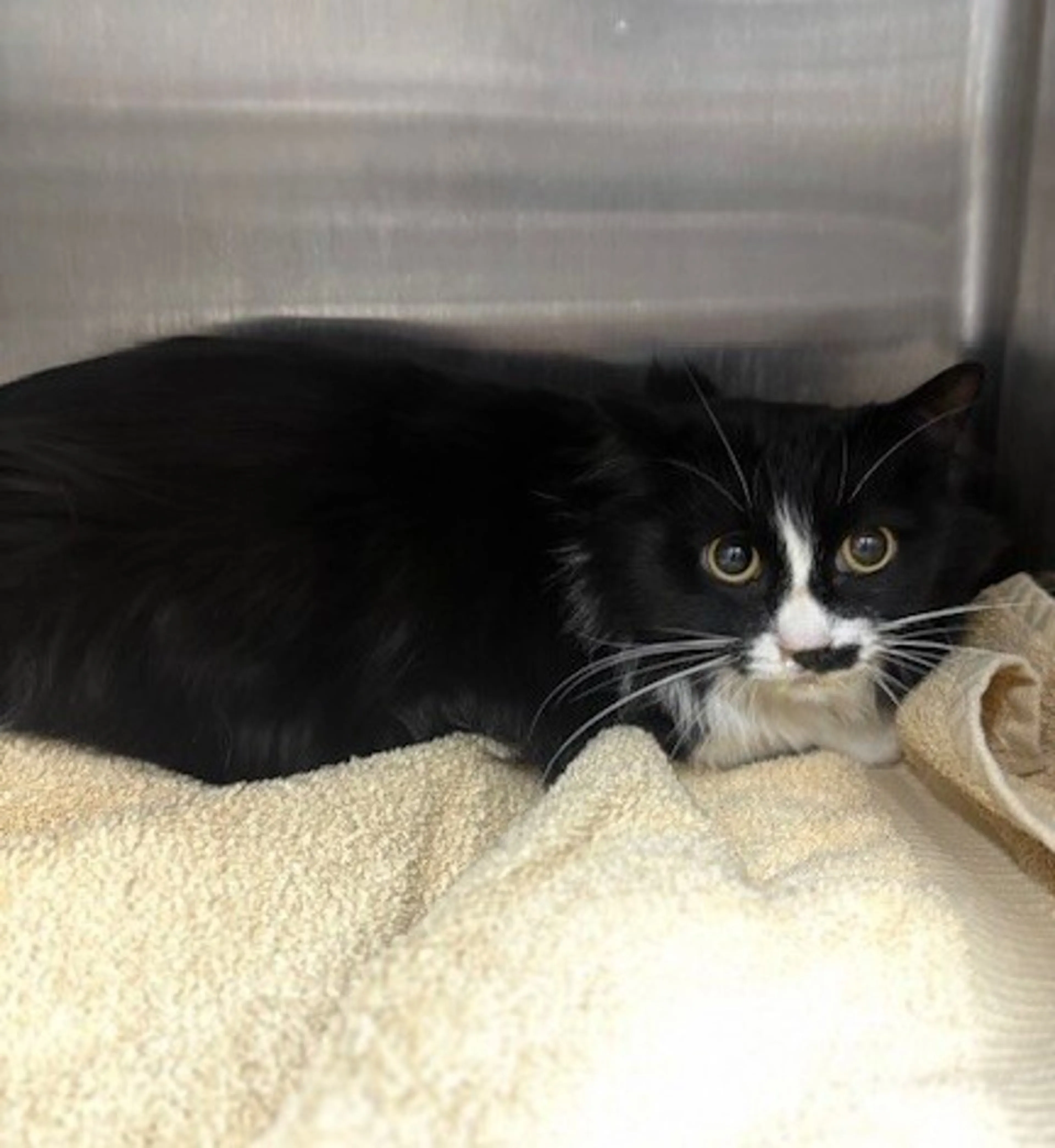 Found pet-2