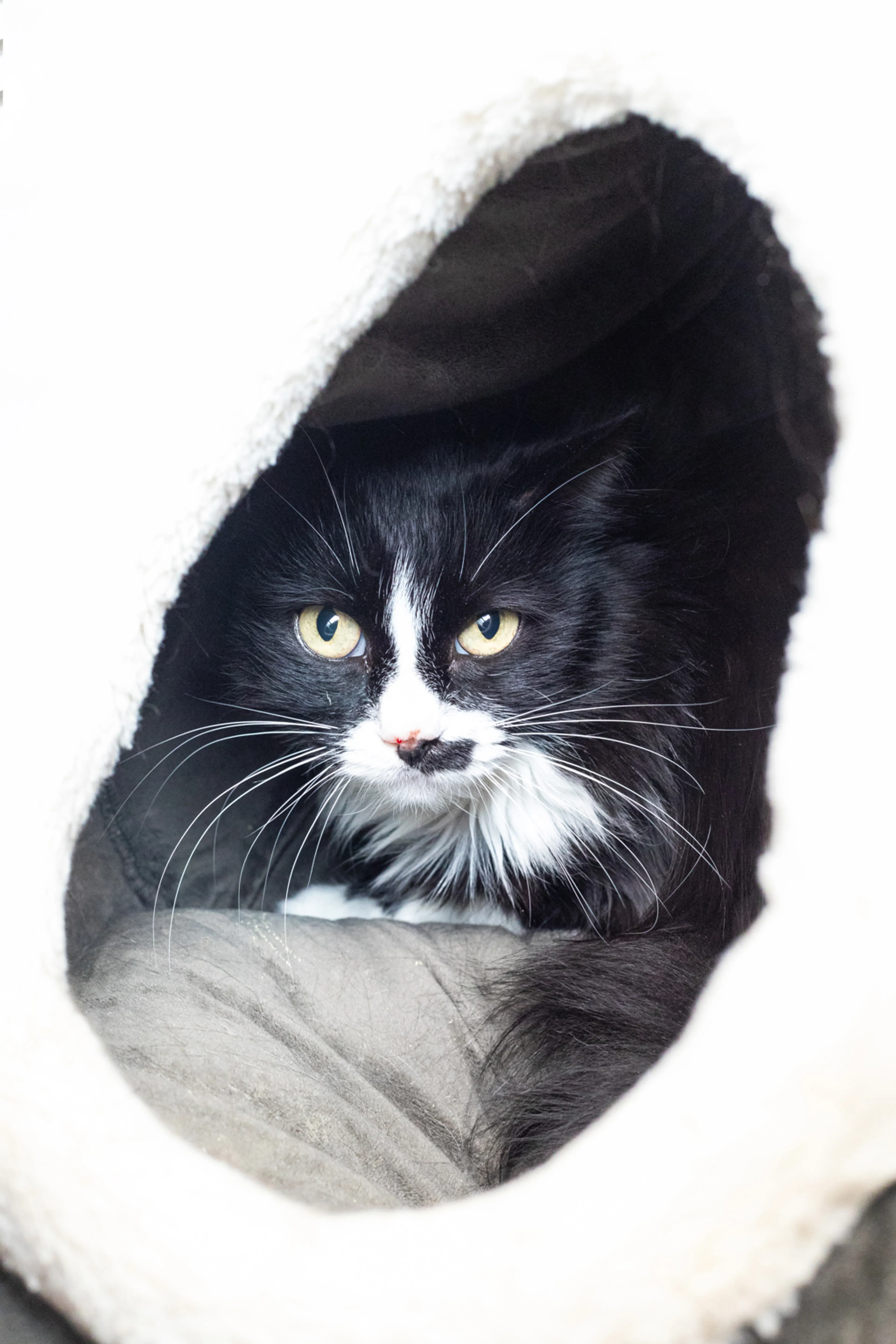 Found pet-1