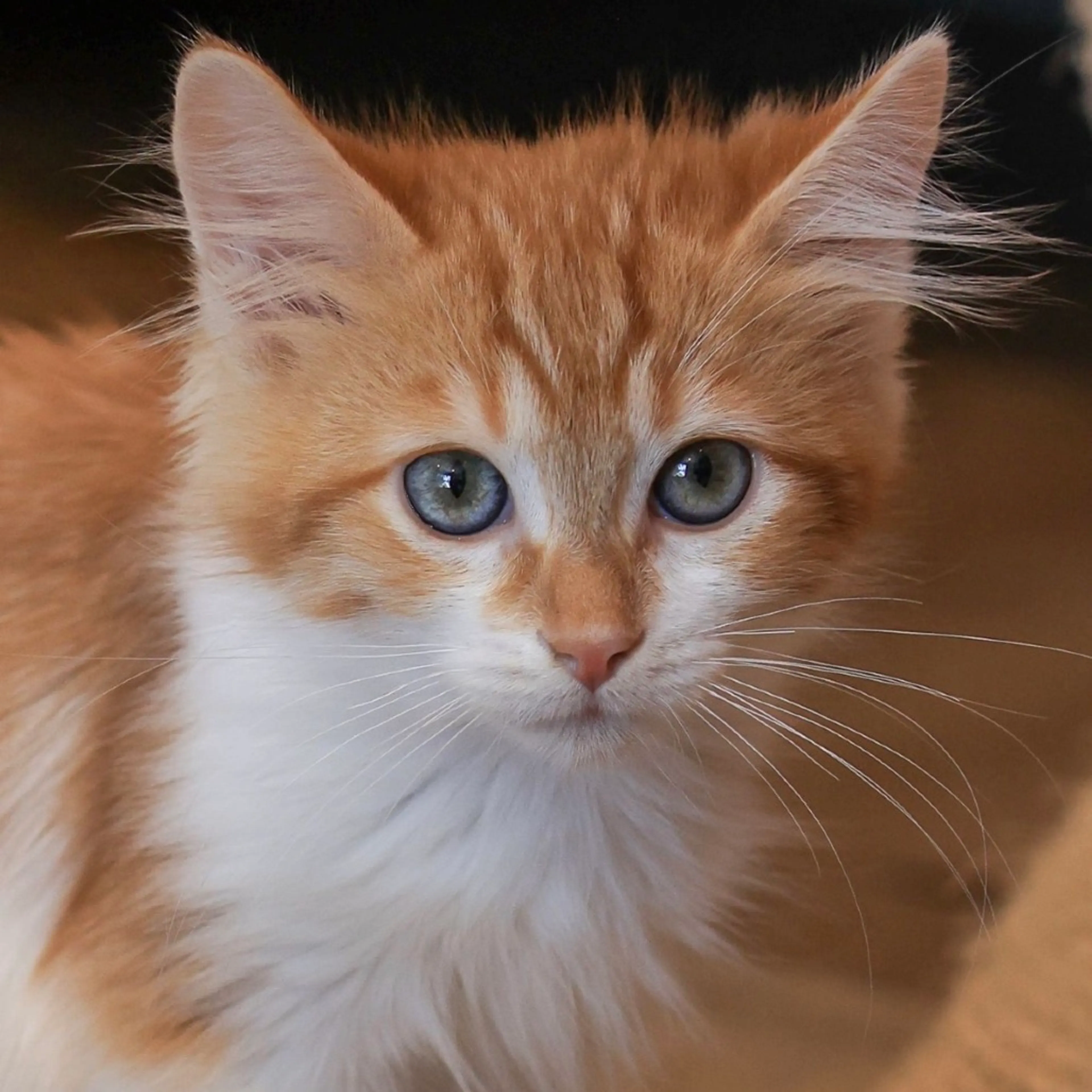 Found pet-1