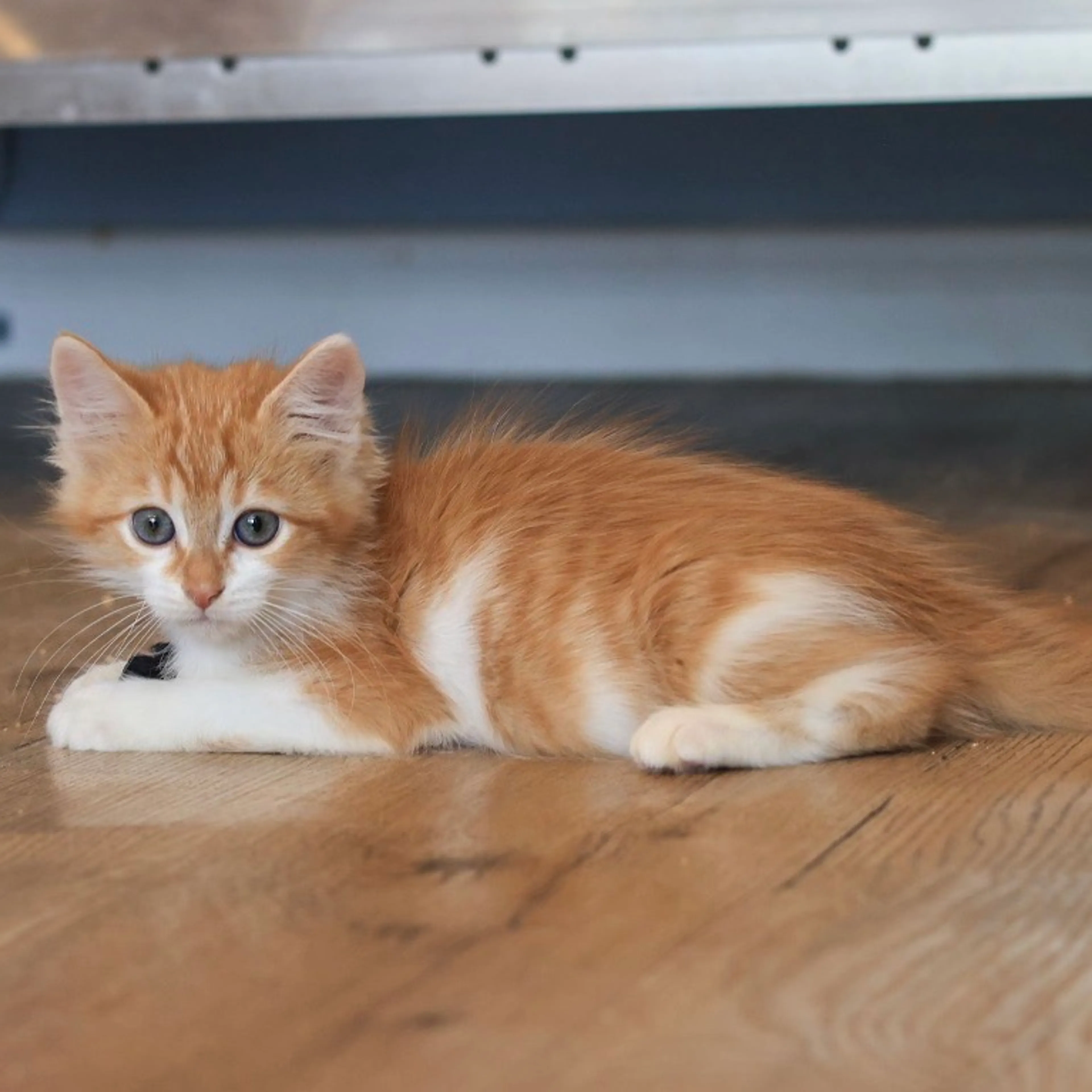Found pet-2