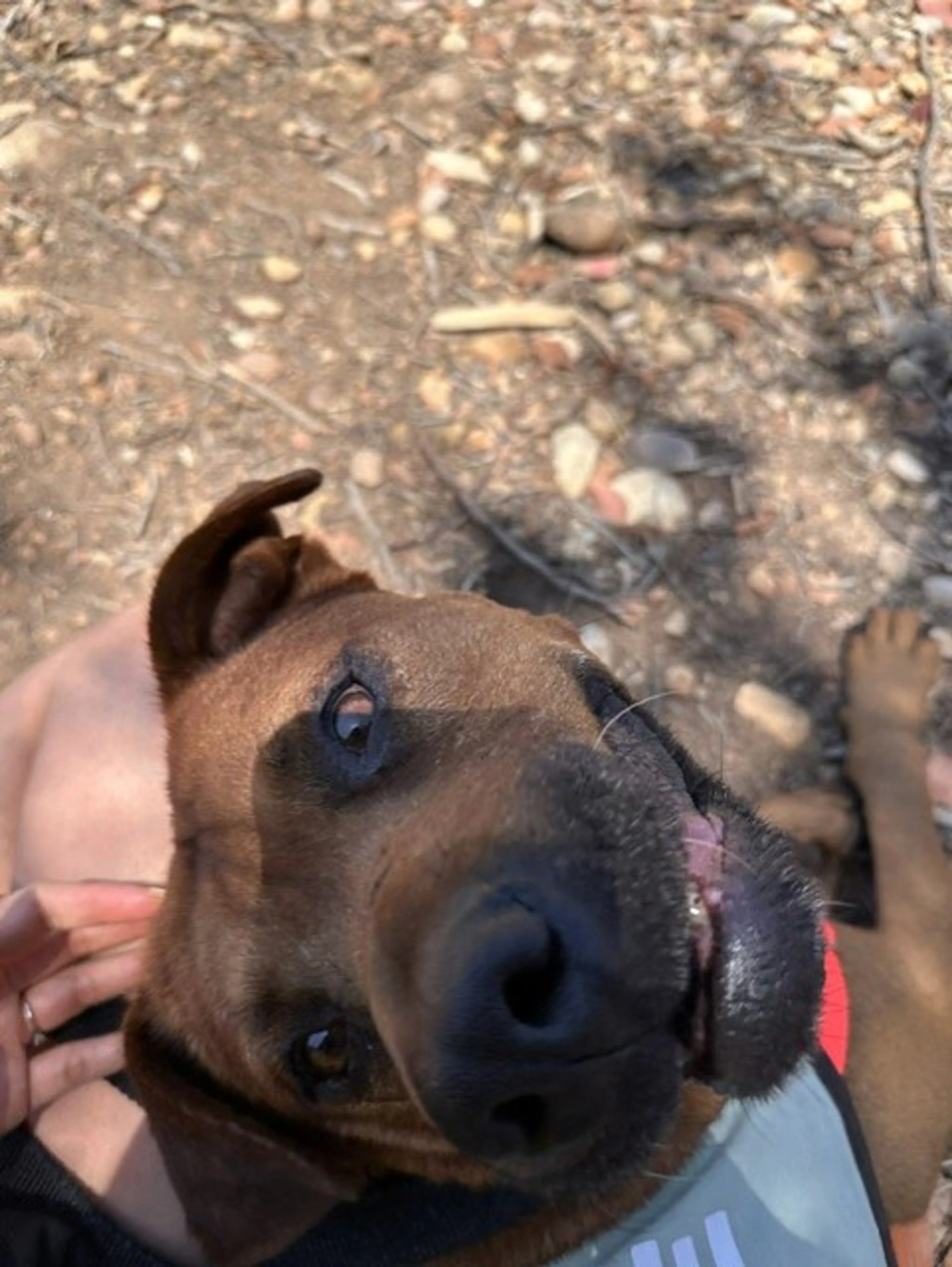 Found pet-1