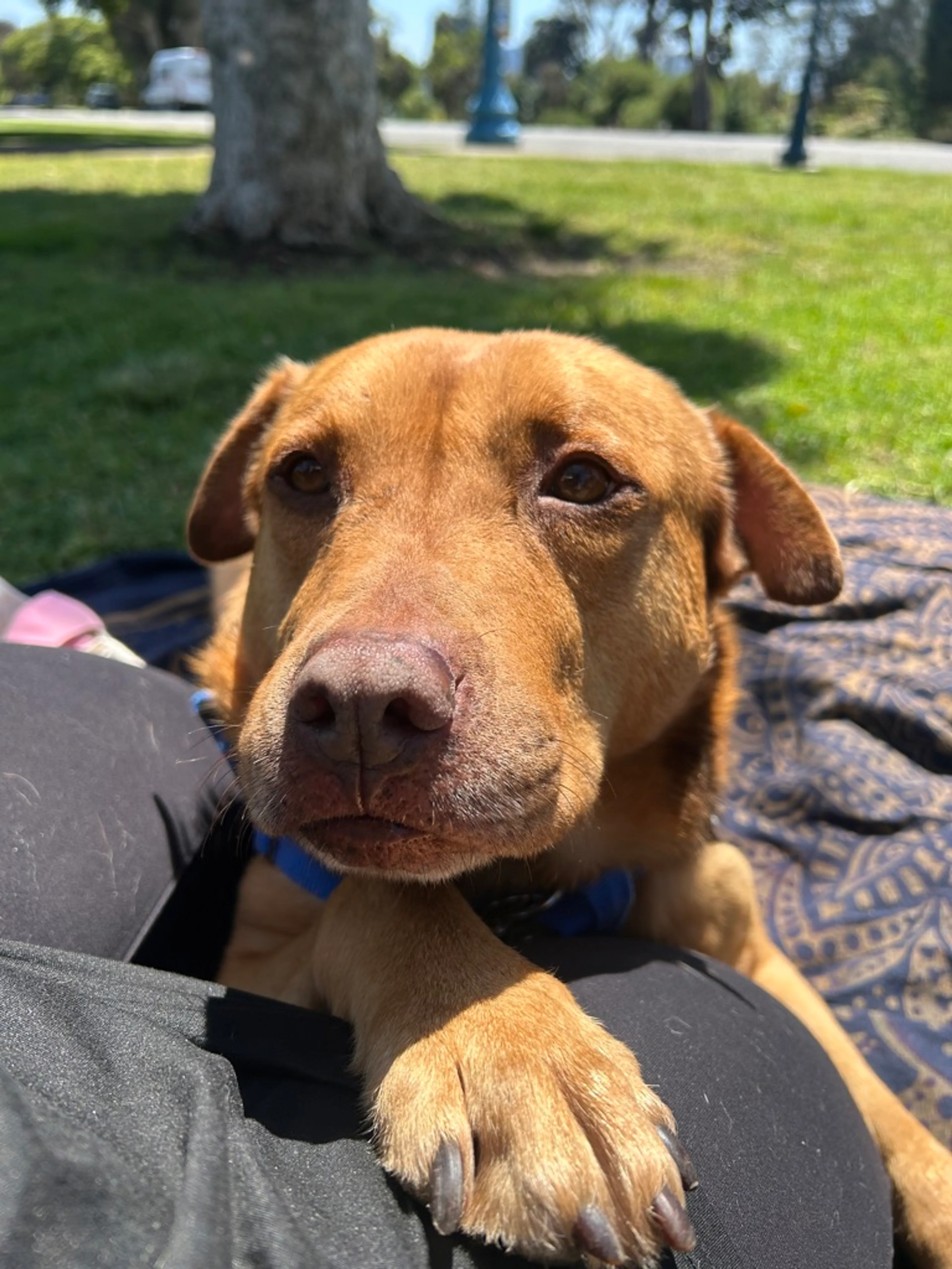 Found pet-8