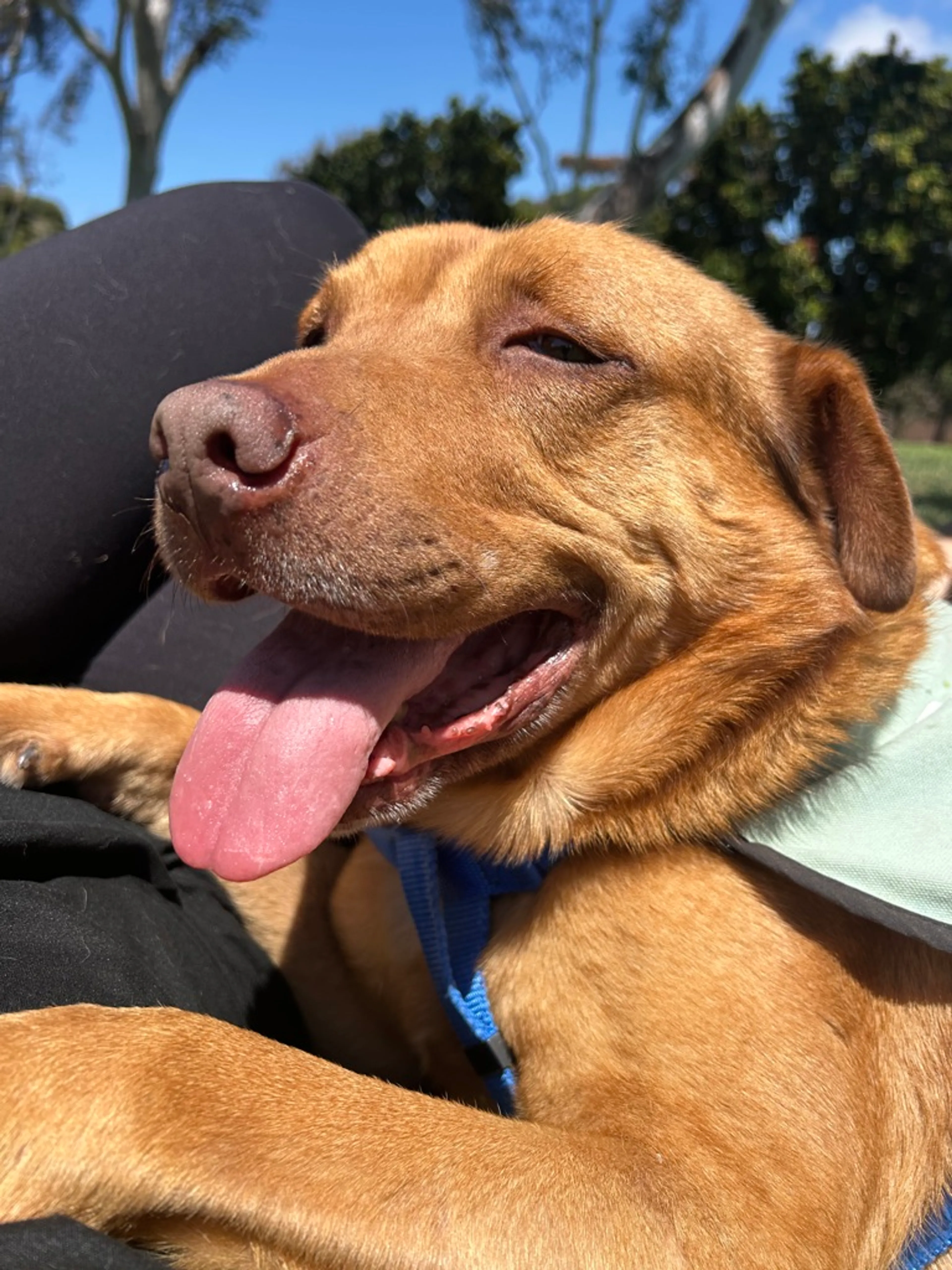 Found pet-7