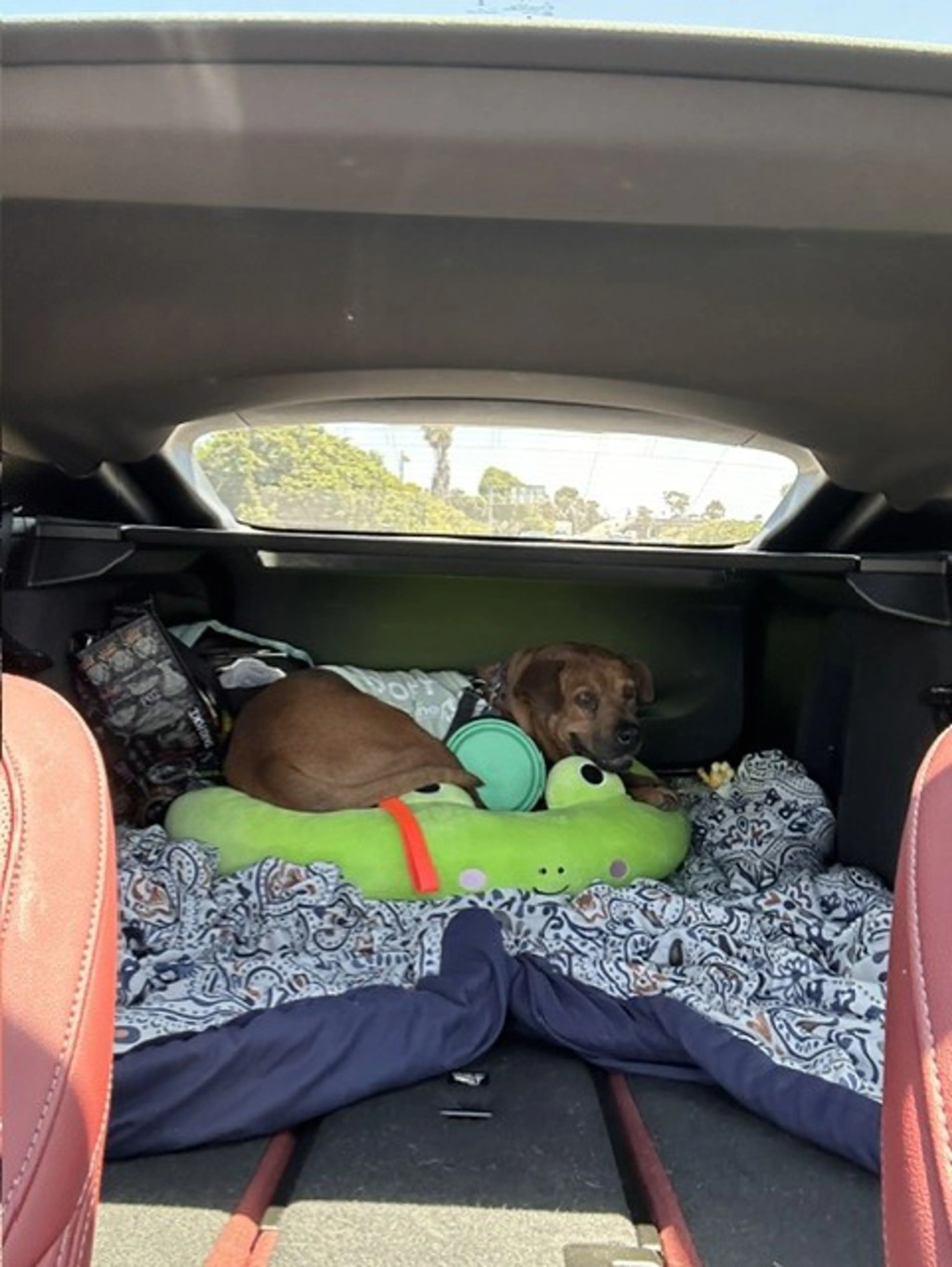 Found pet-3