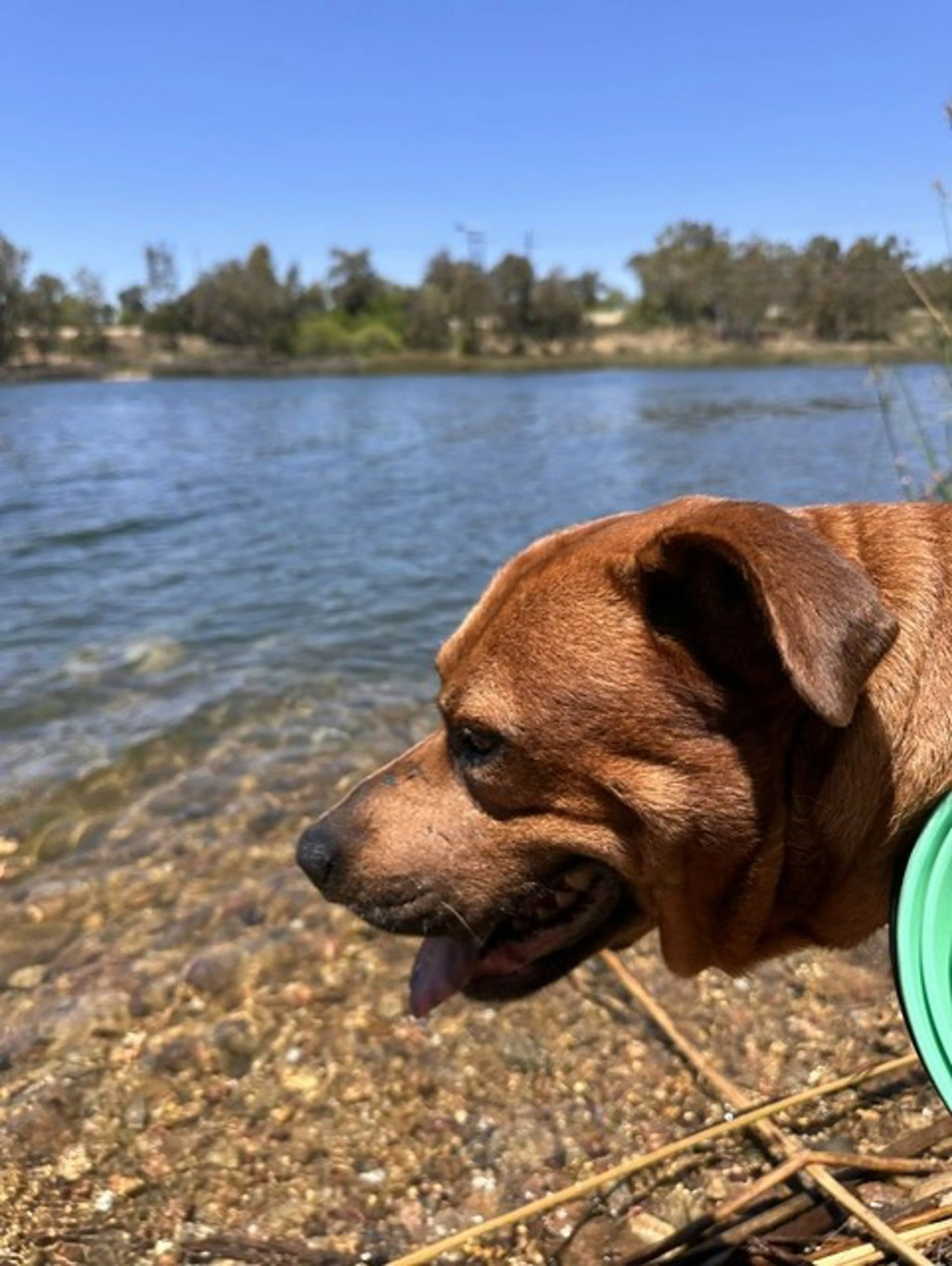 Found pet-4
