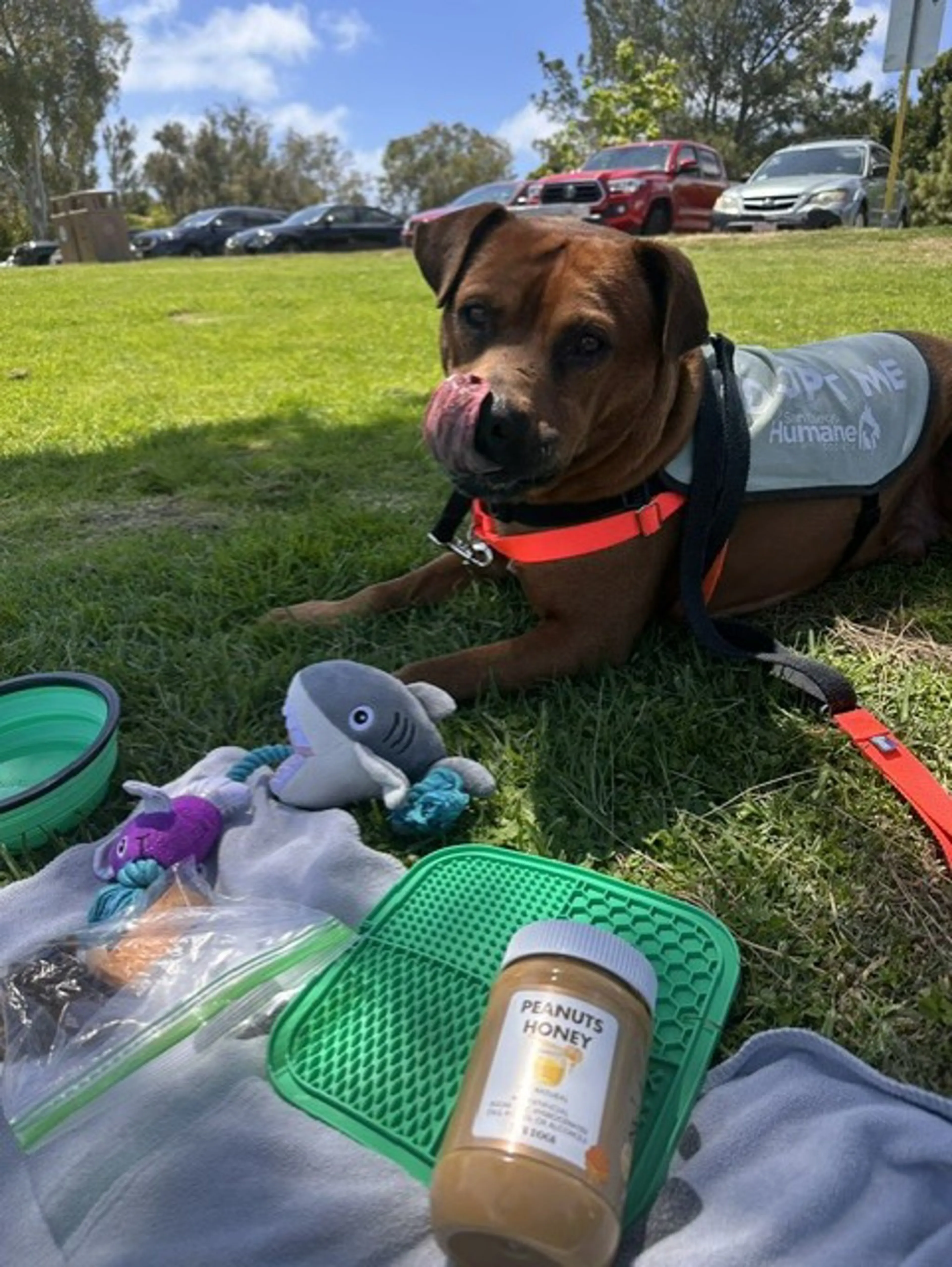 Found pet-5