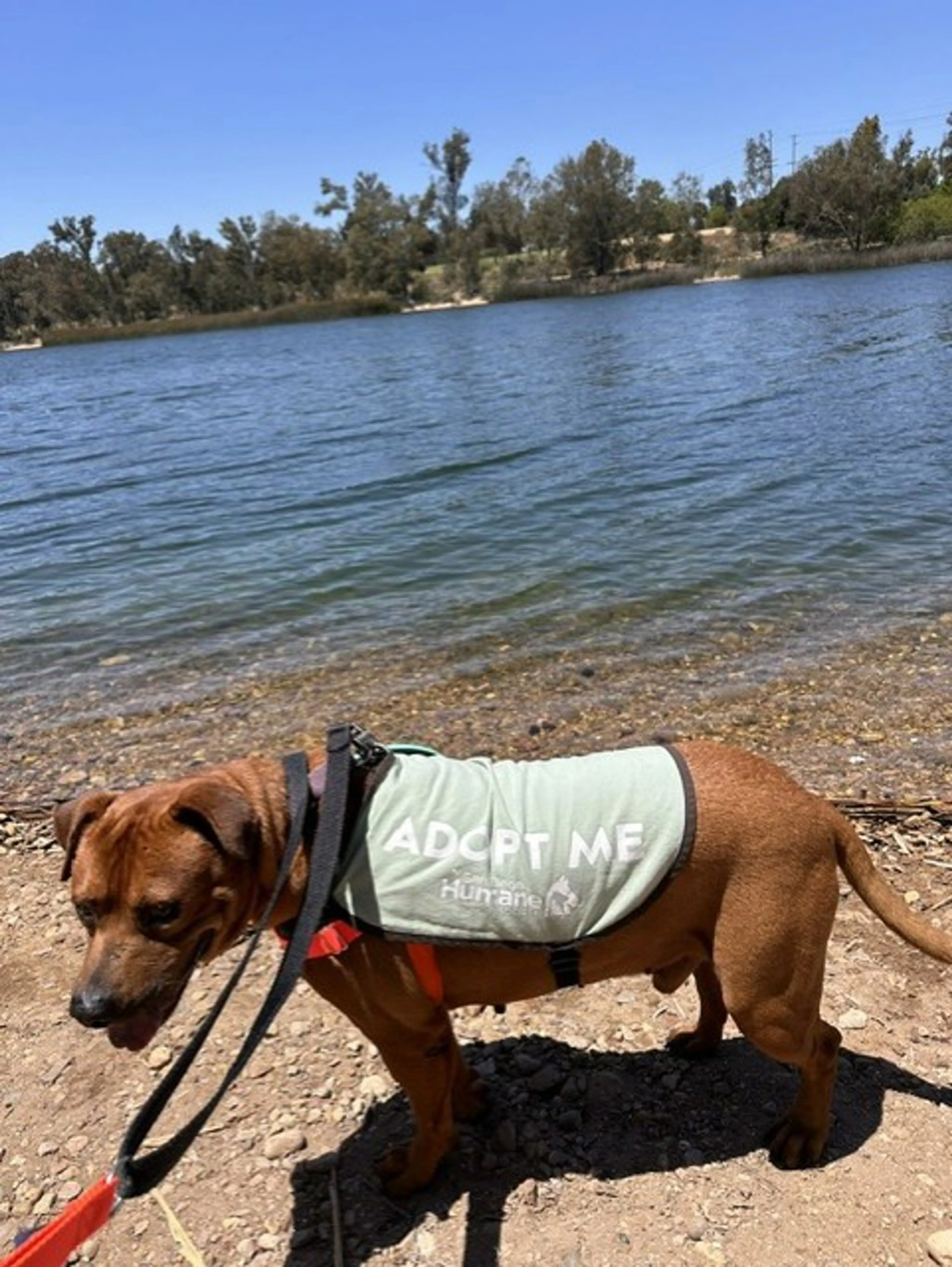 Found pet-2