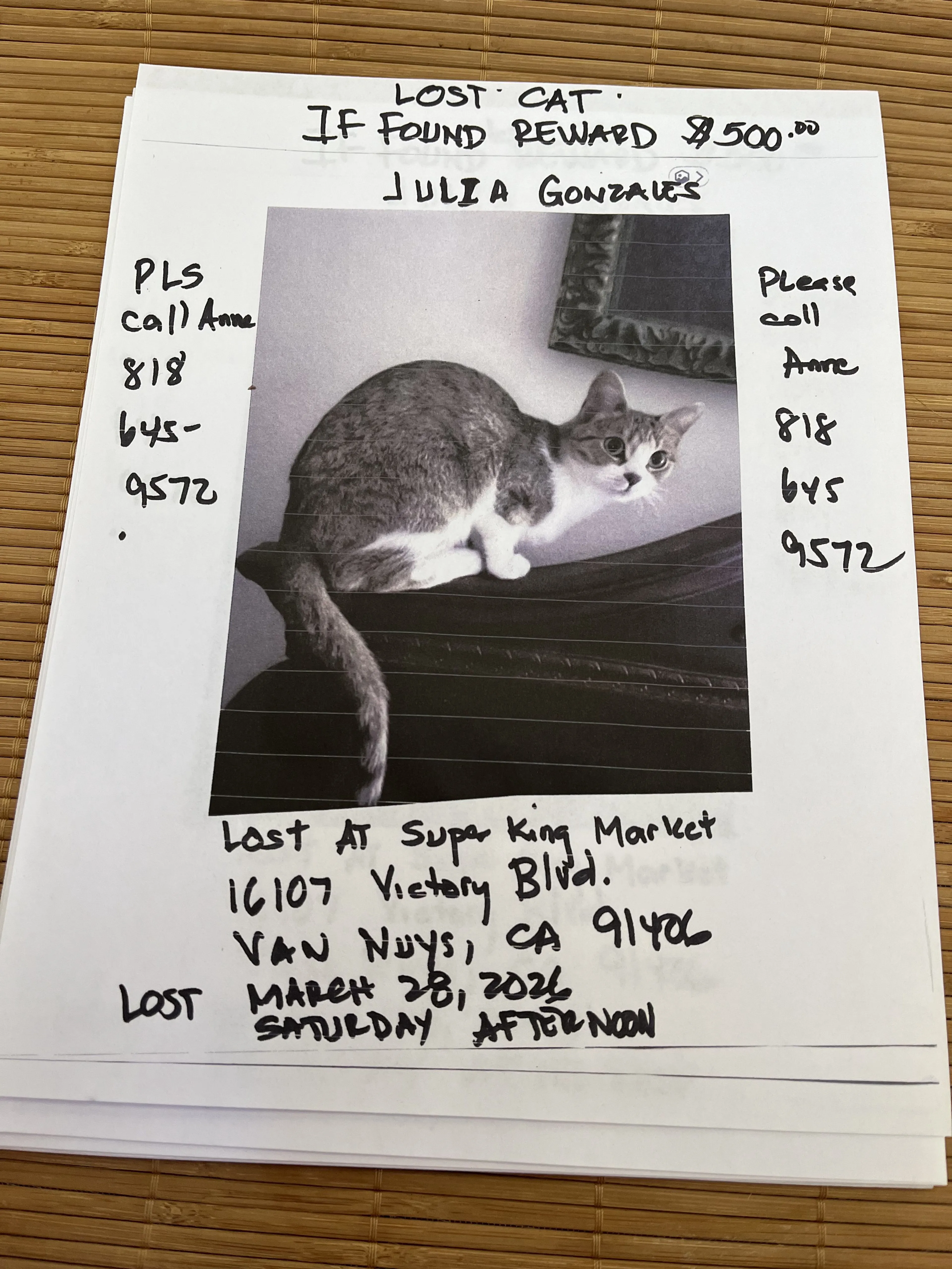 Lost pet