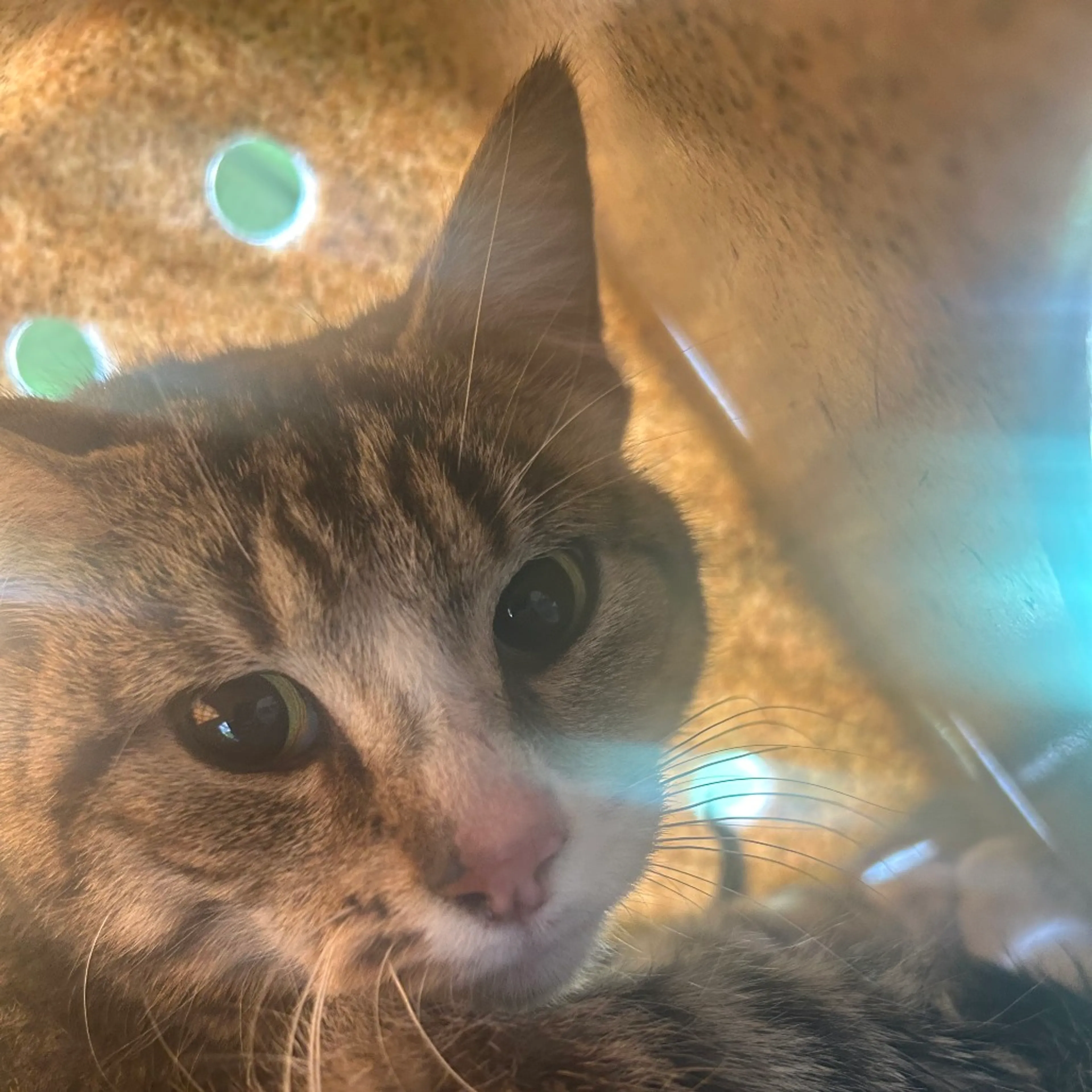 Found pet-1