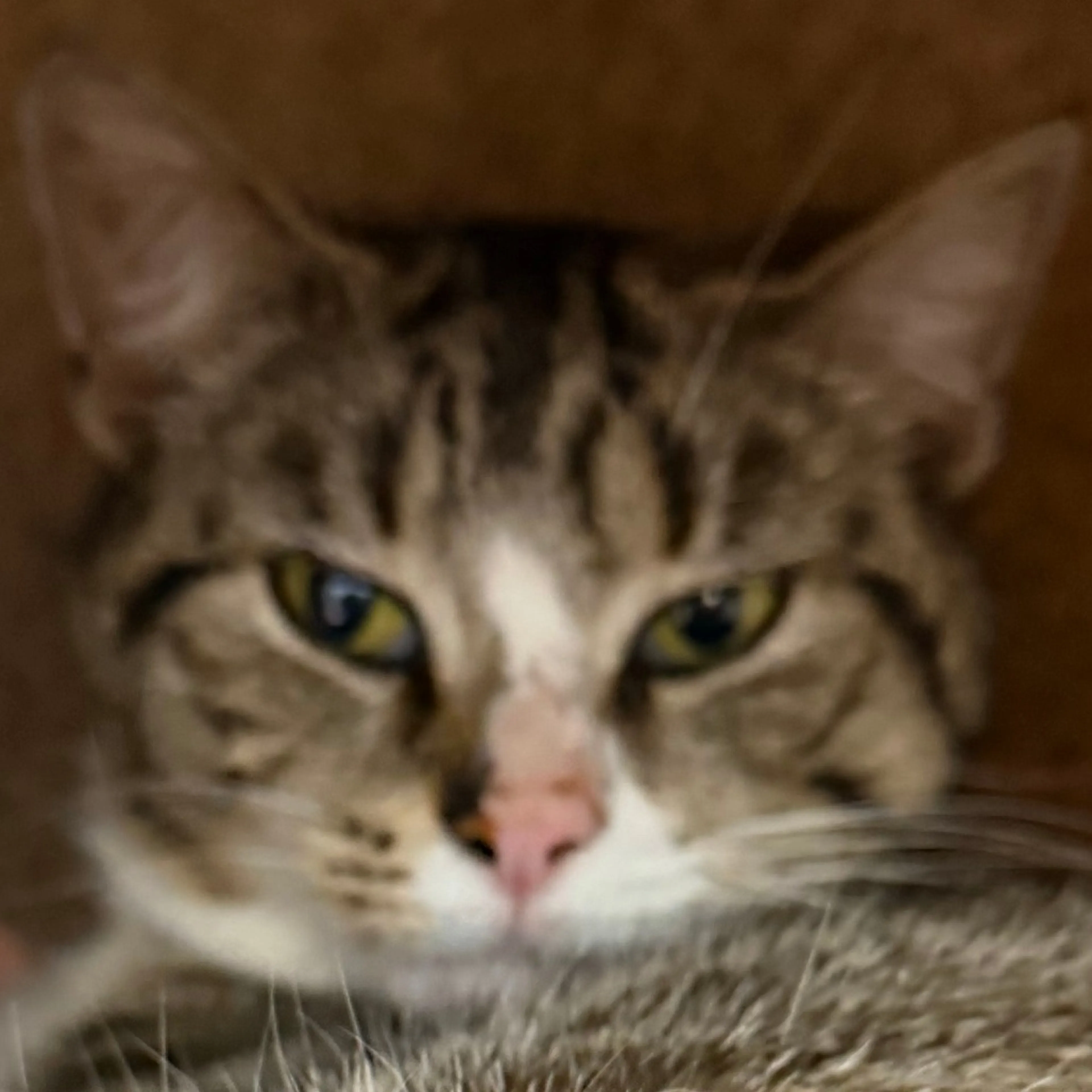 Found pet-0