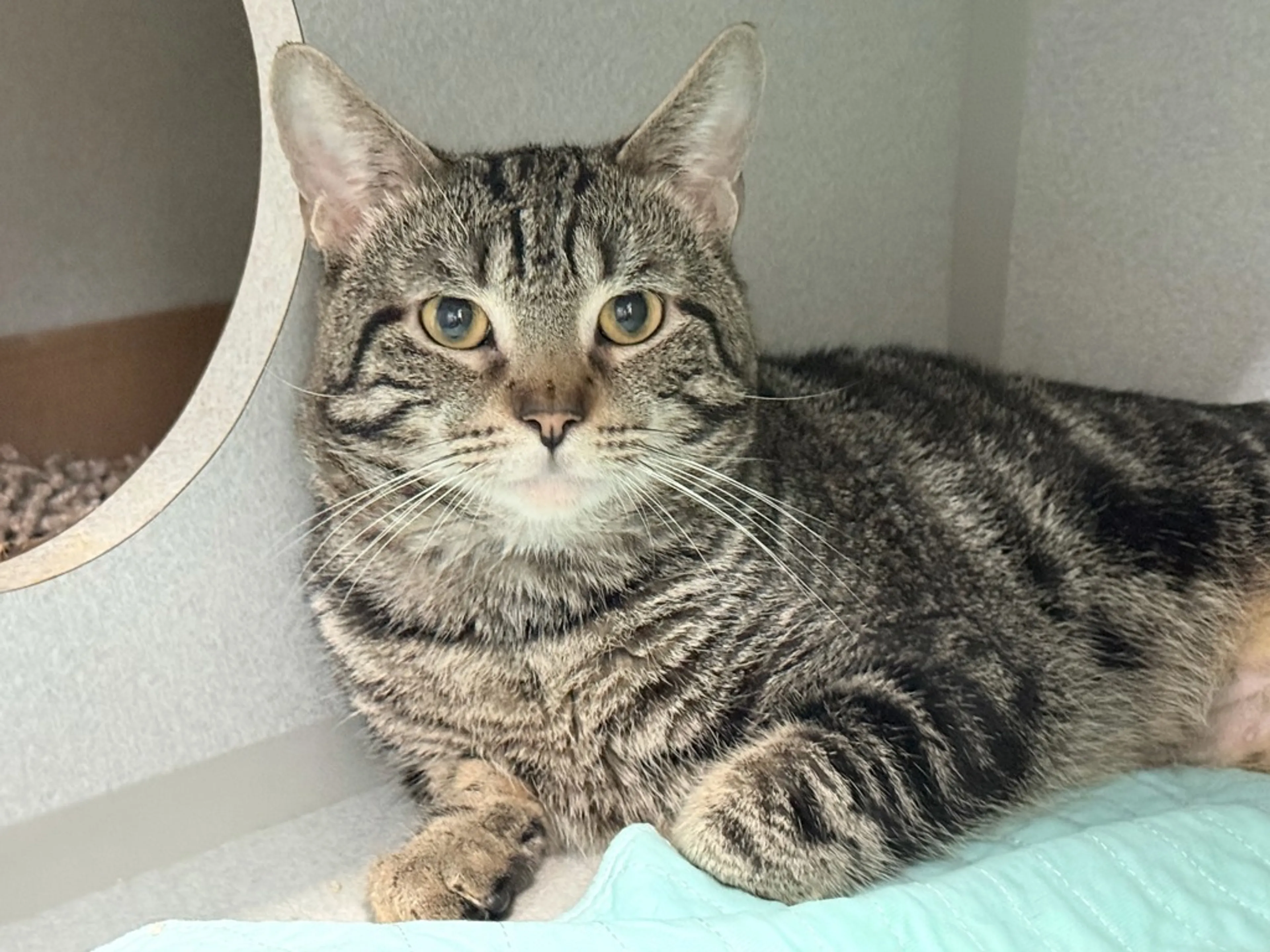 Found pet-3