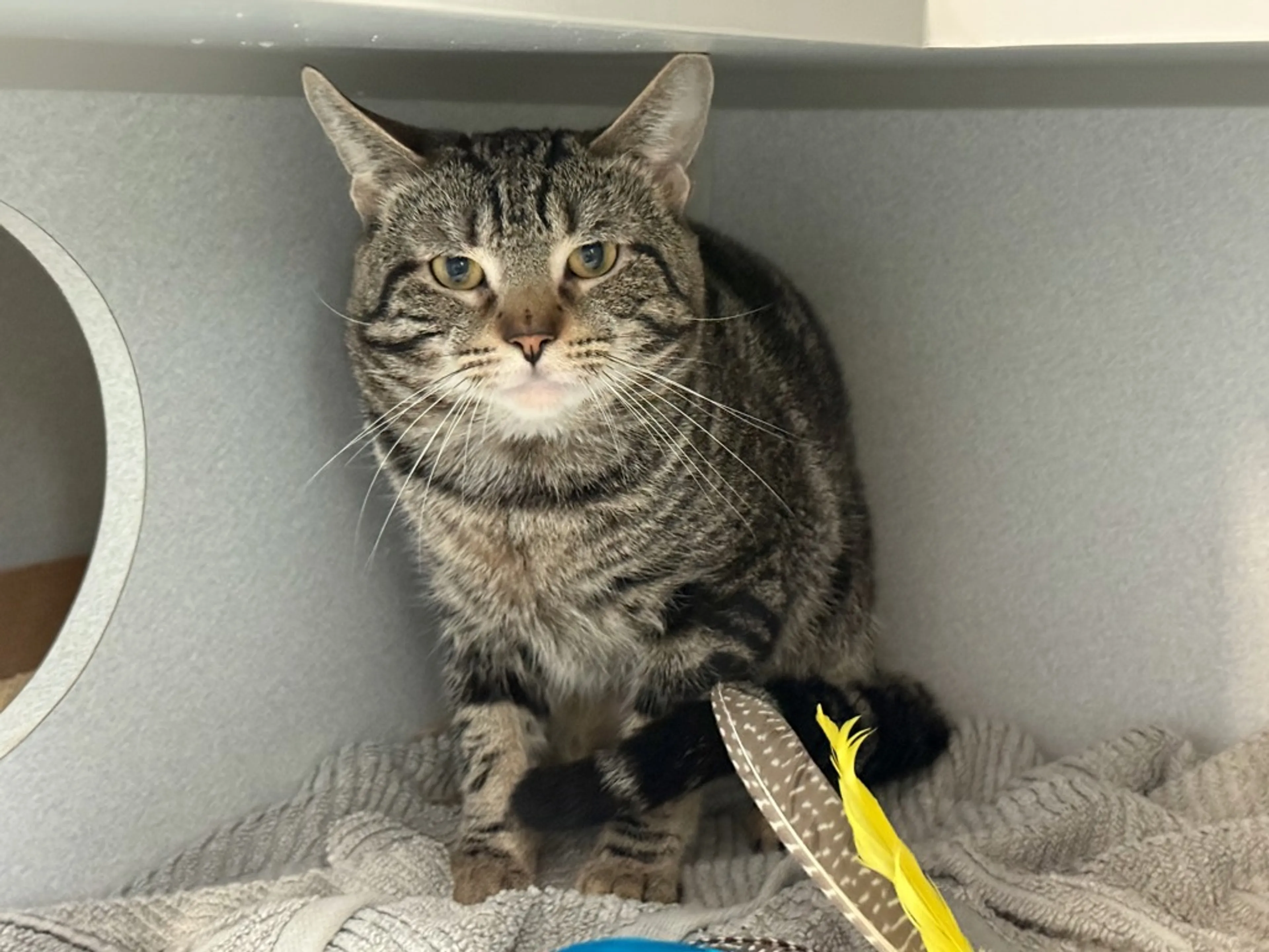 Found pet-1