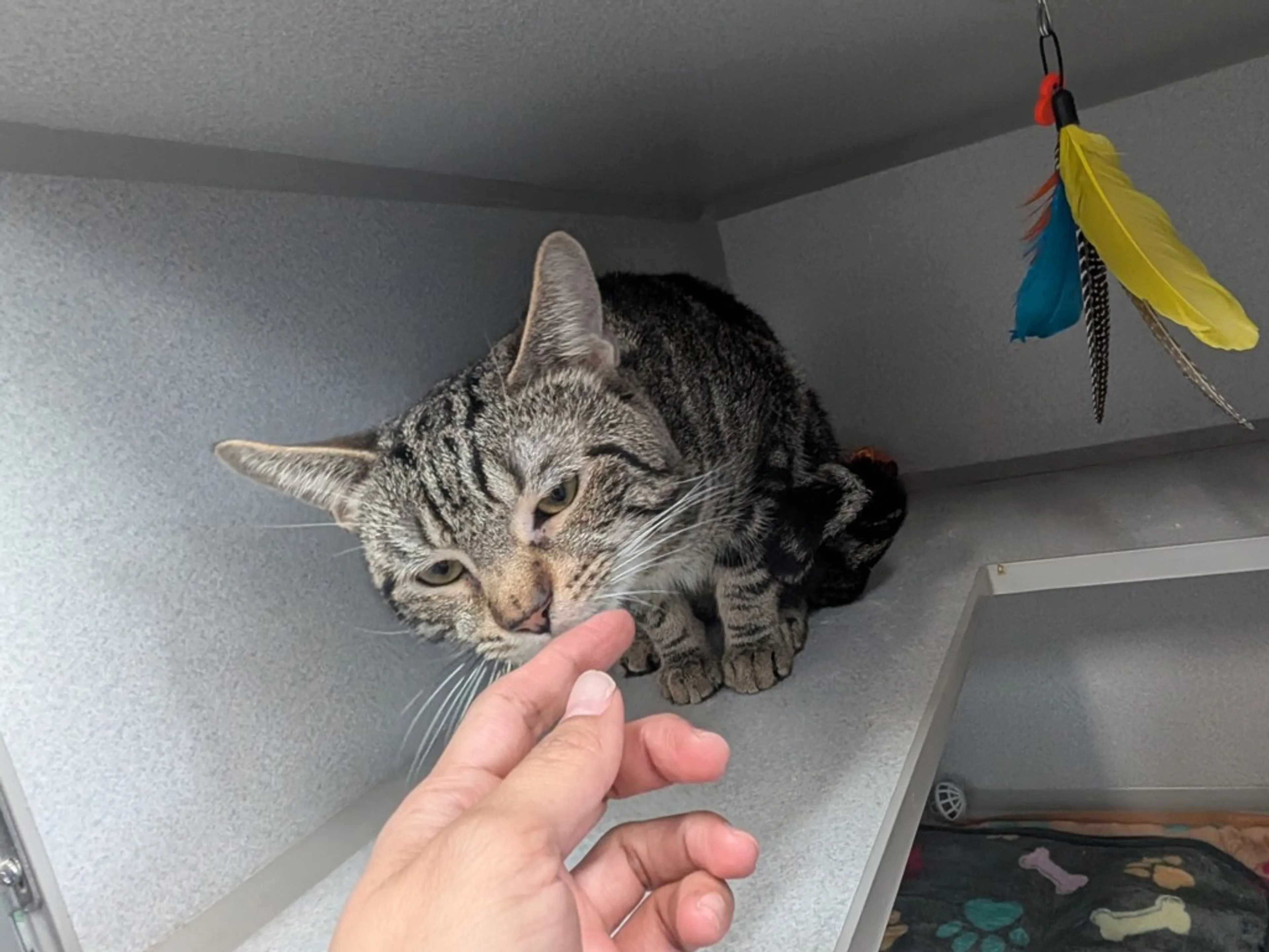 Found pet-2