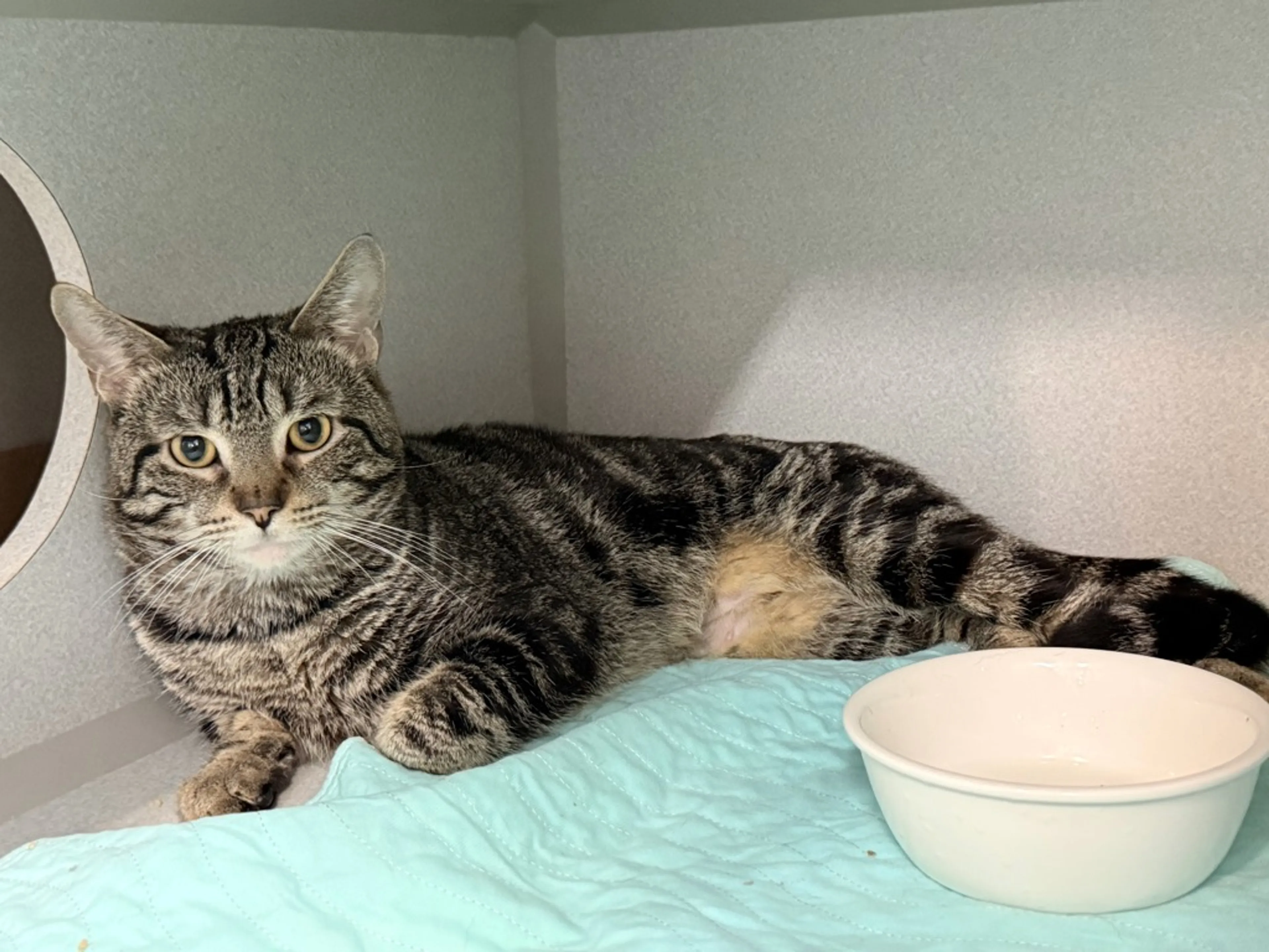 Found pet-5
