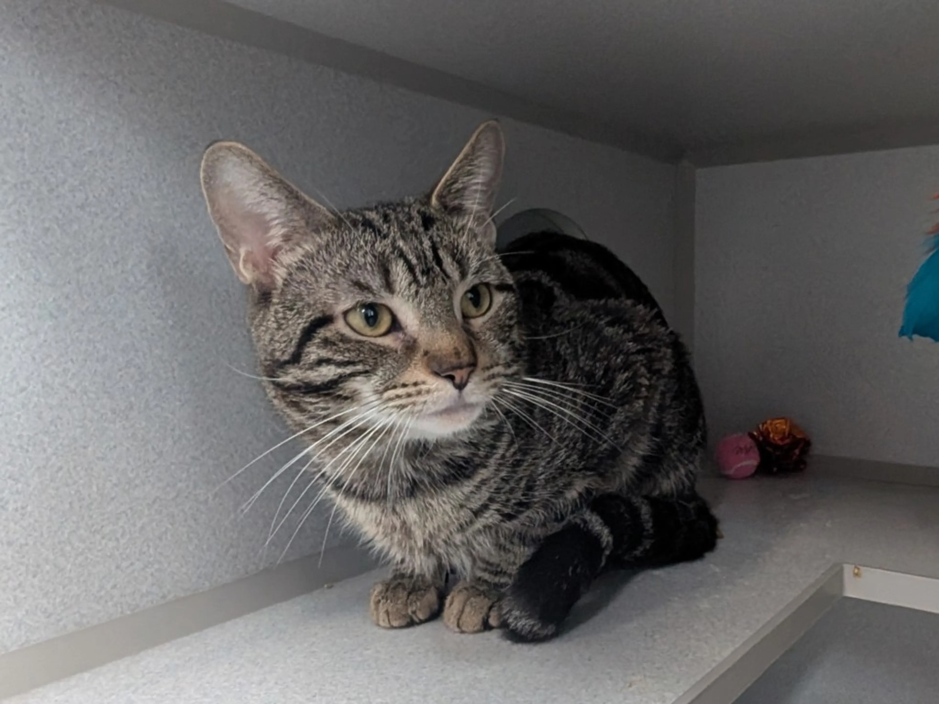 Found pet-4