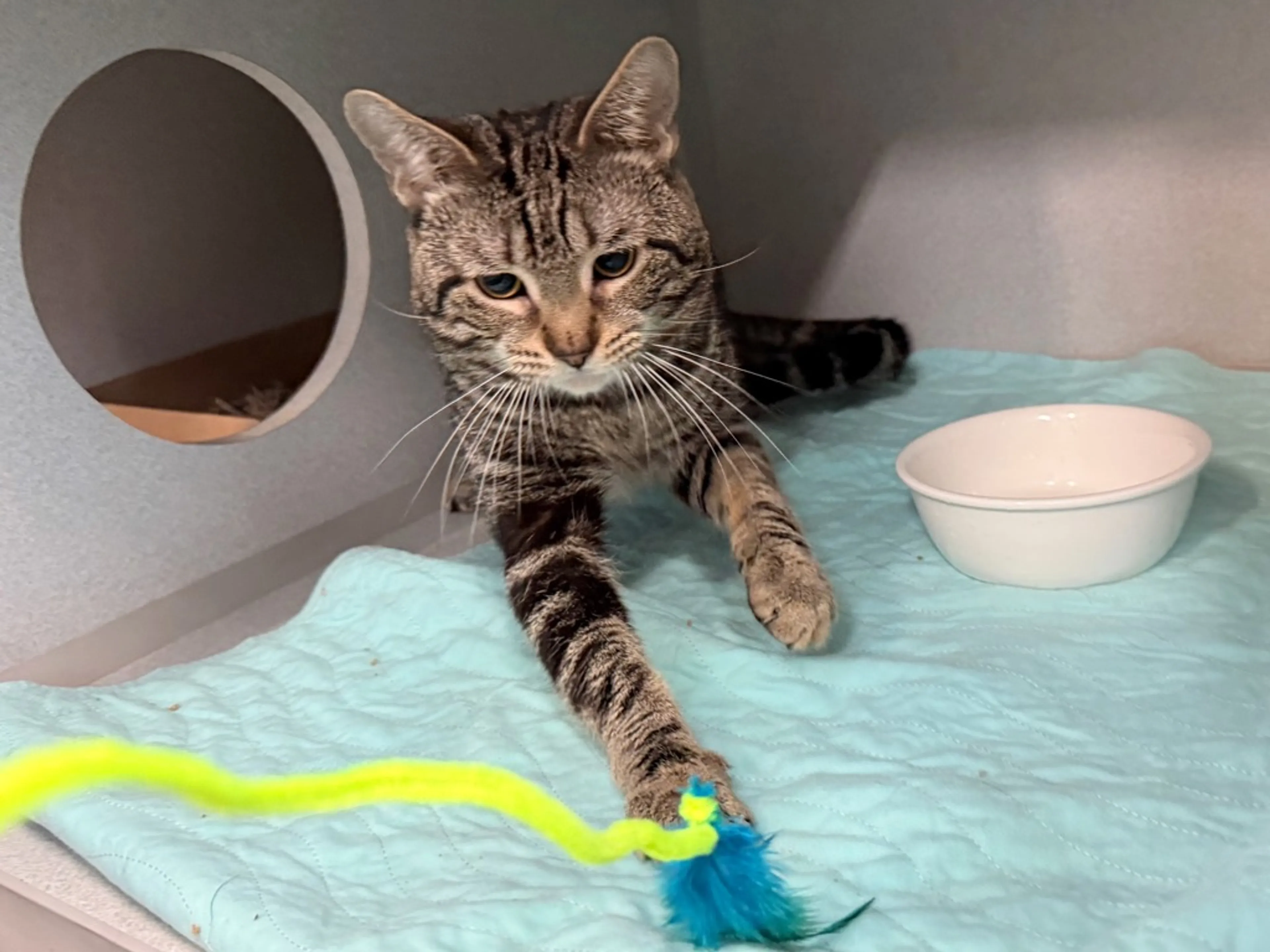 Found pet-4