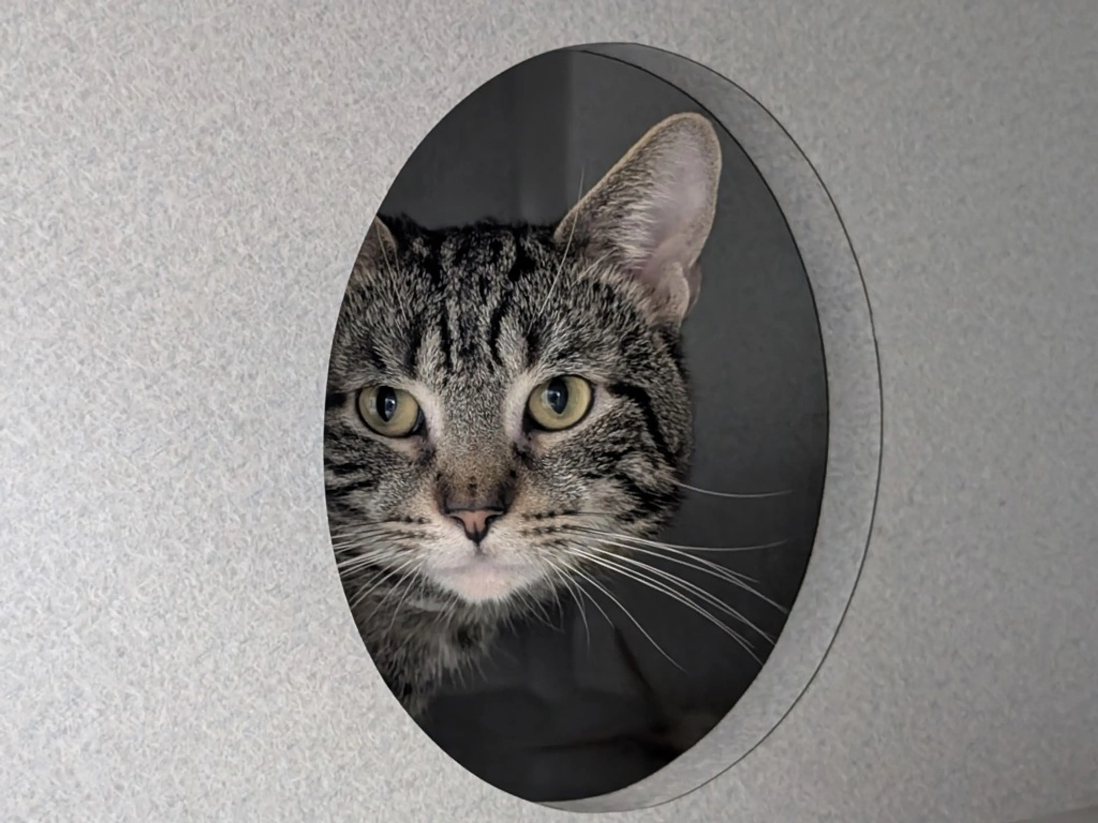 Found pet-1