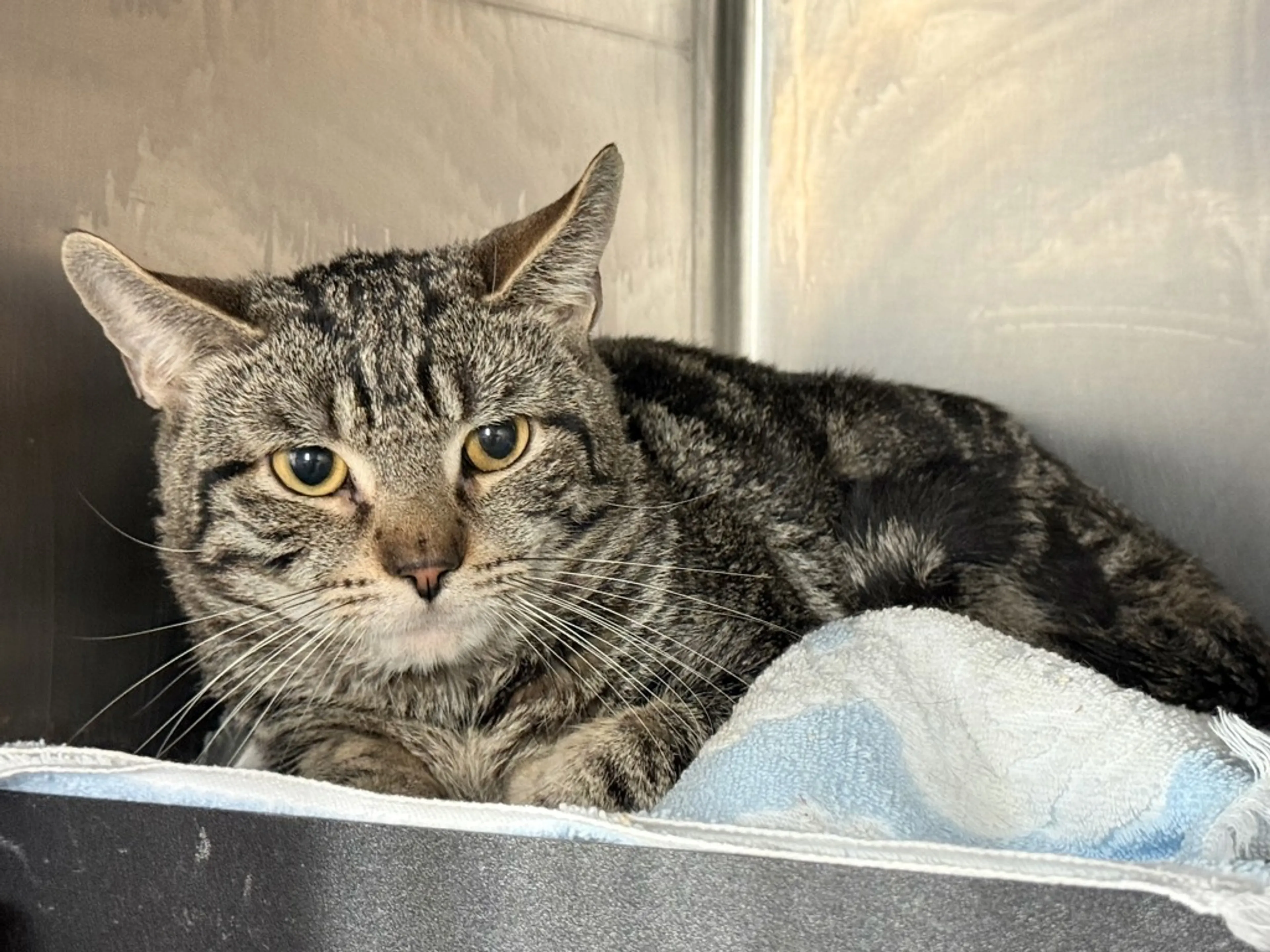 Found pet-6