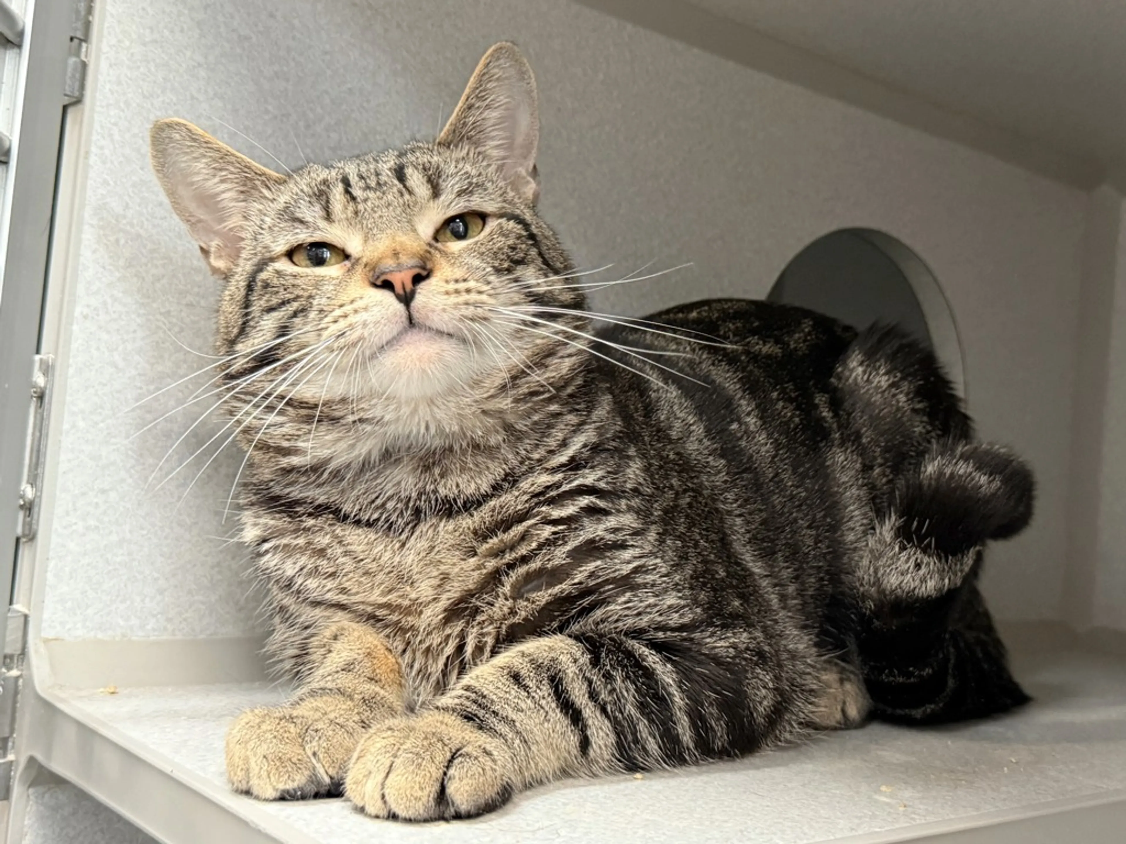 Found pet-2
