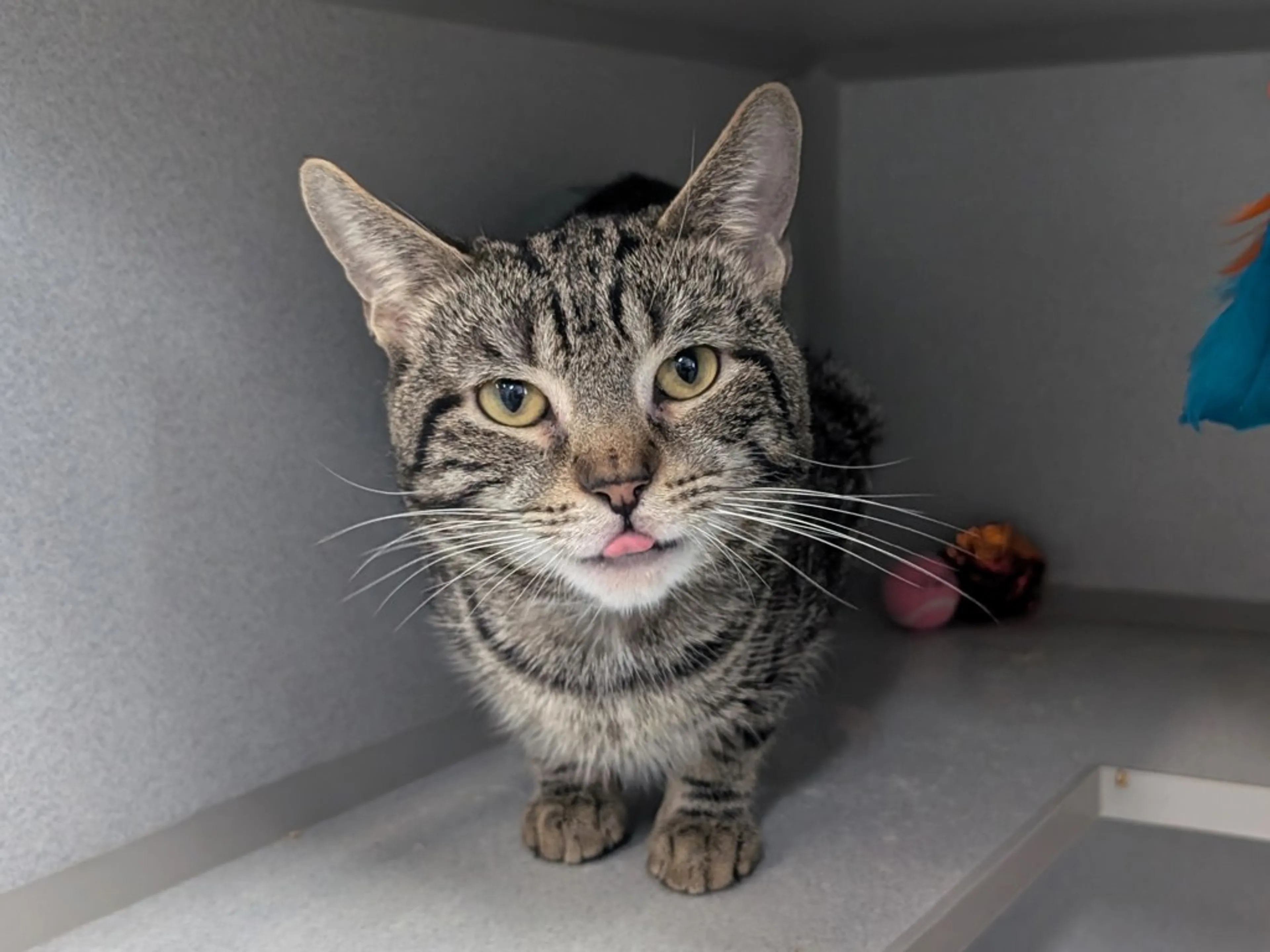 Found pet-3