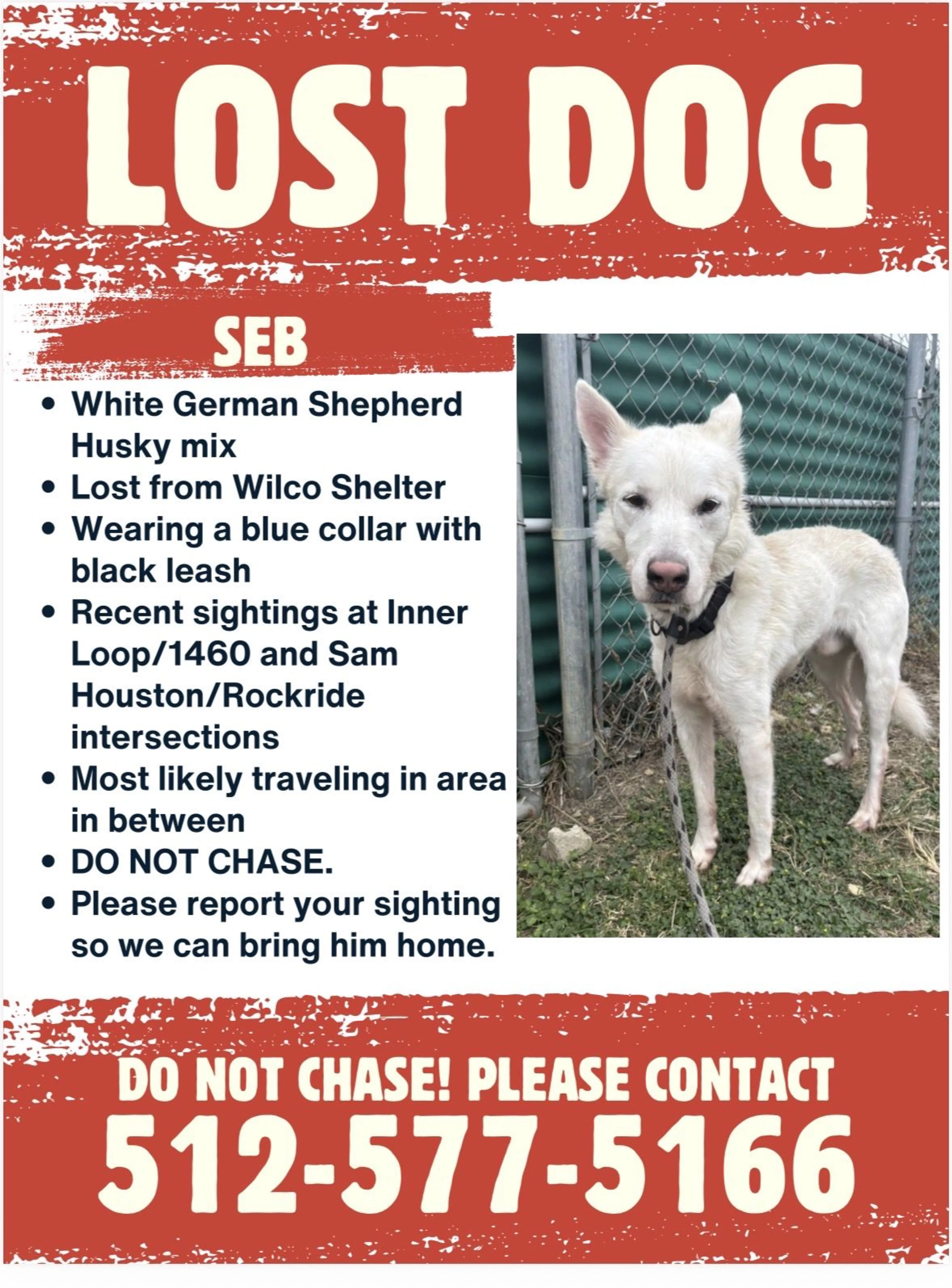 Lost pet