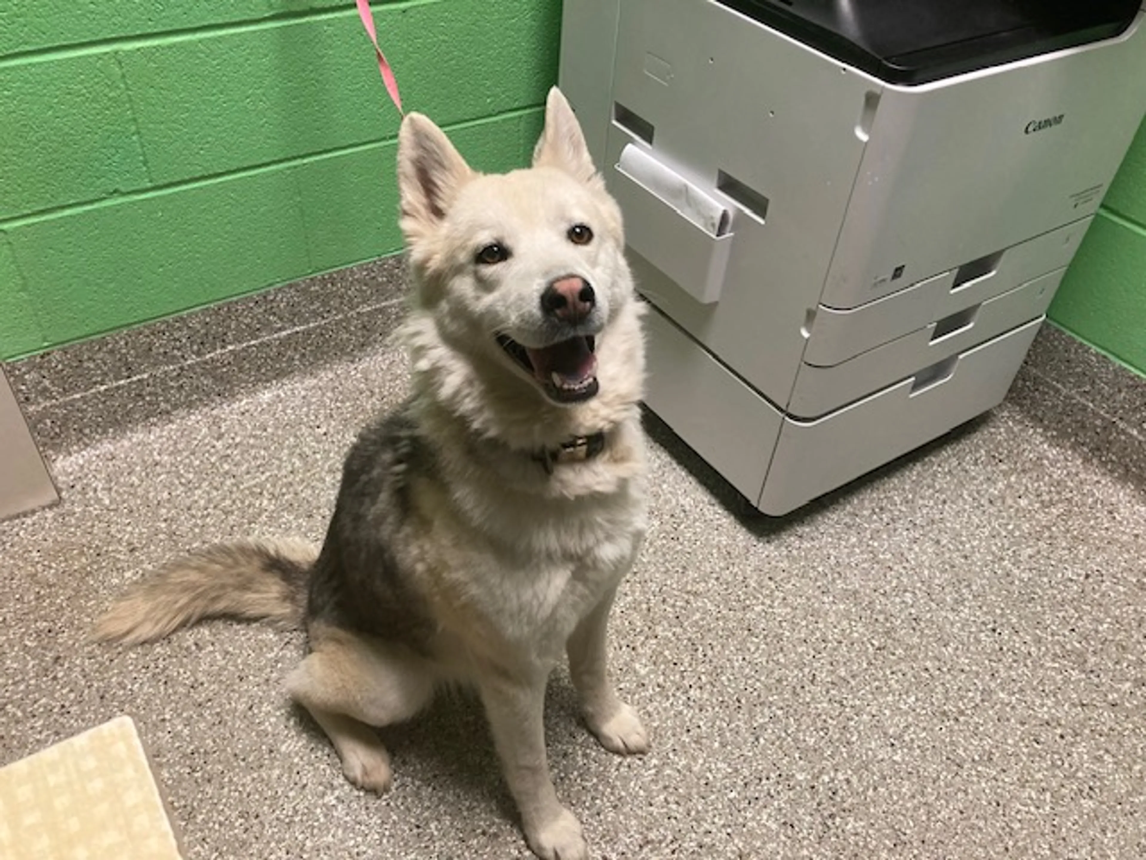Found pet