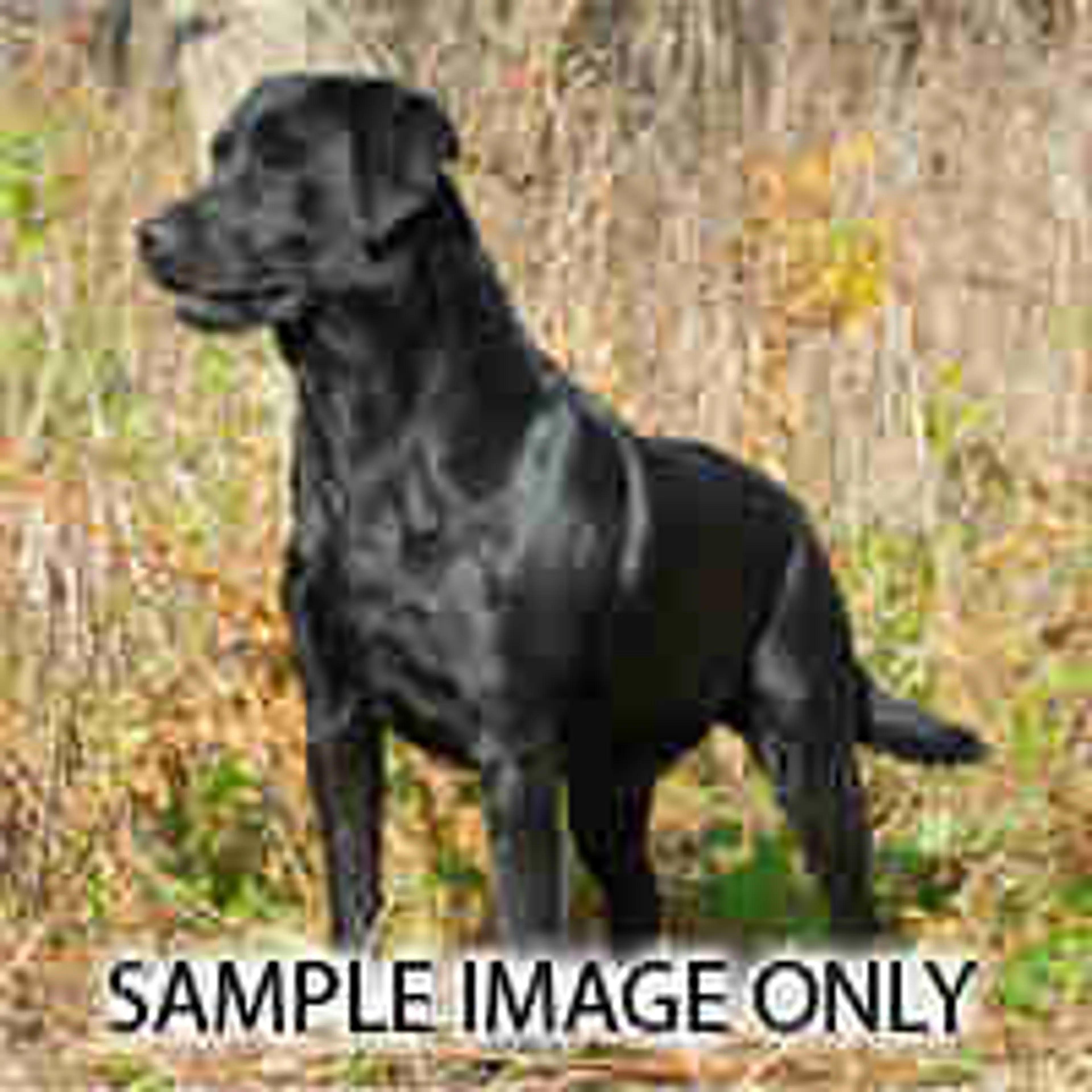 cdn image