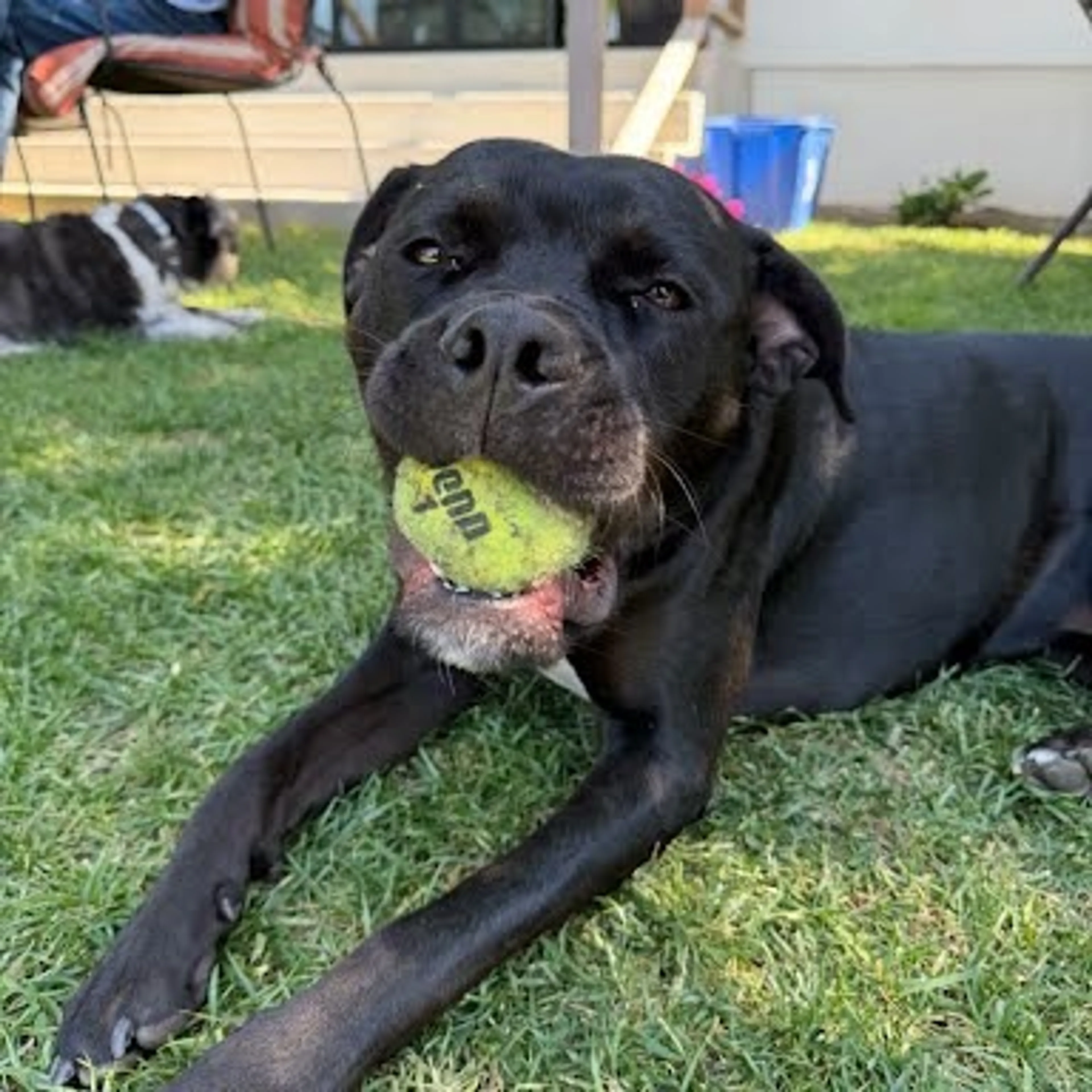 Found pet-1