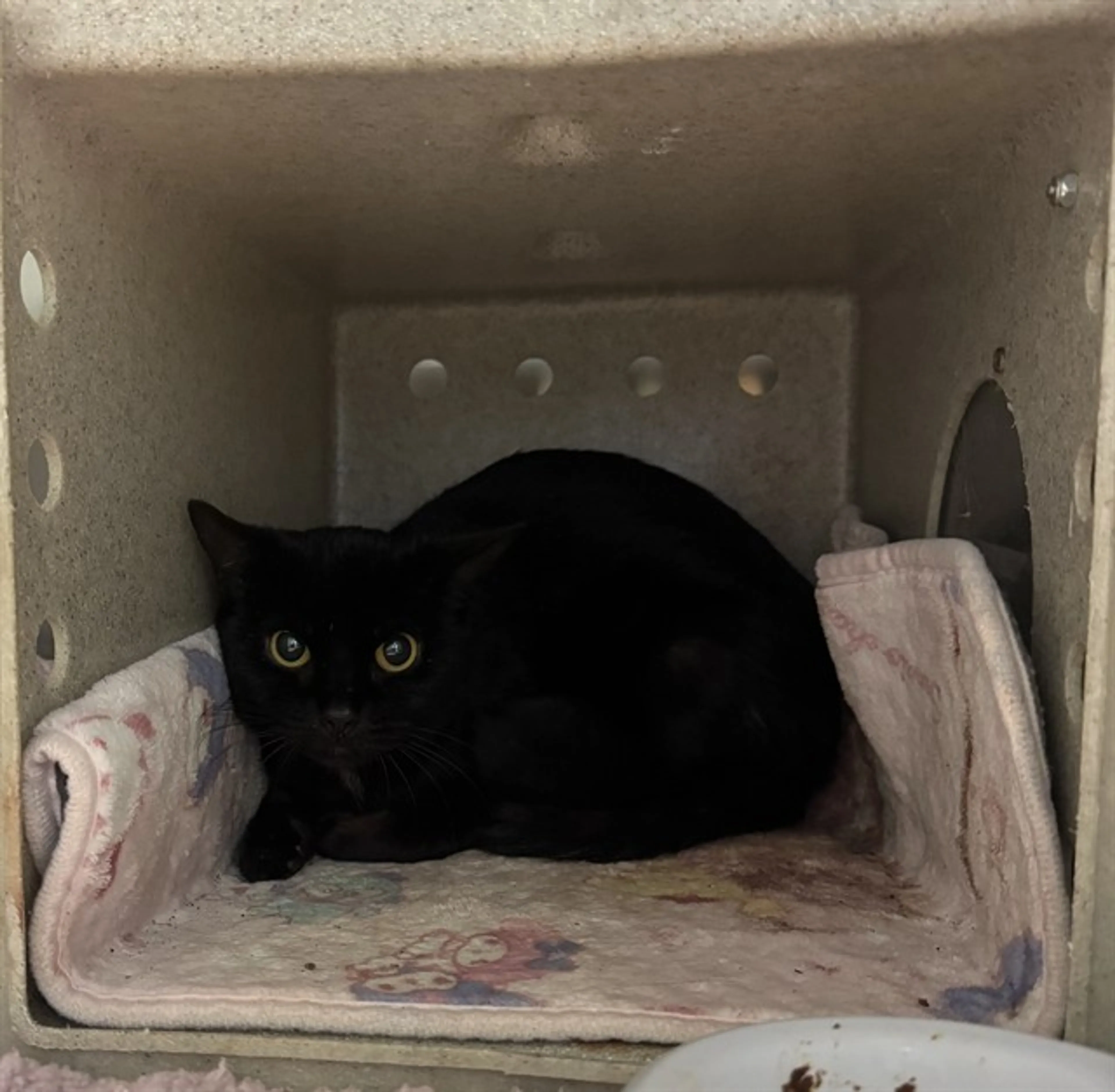 Found pet