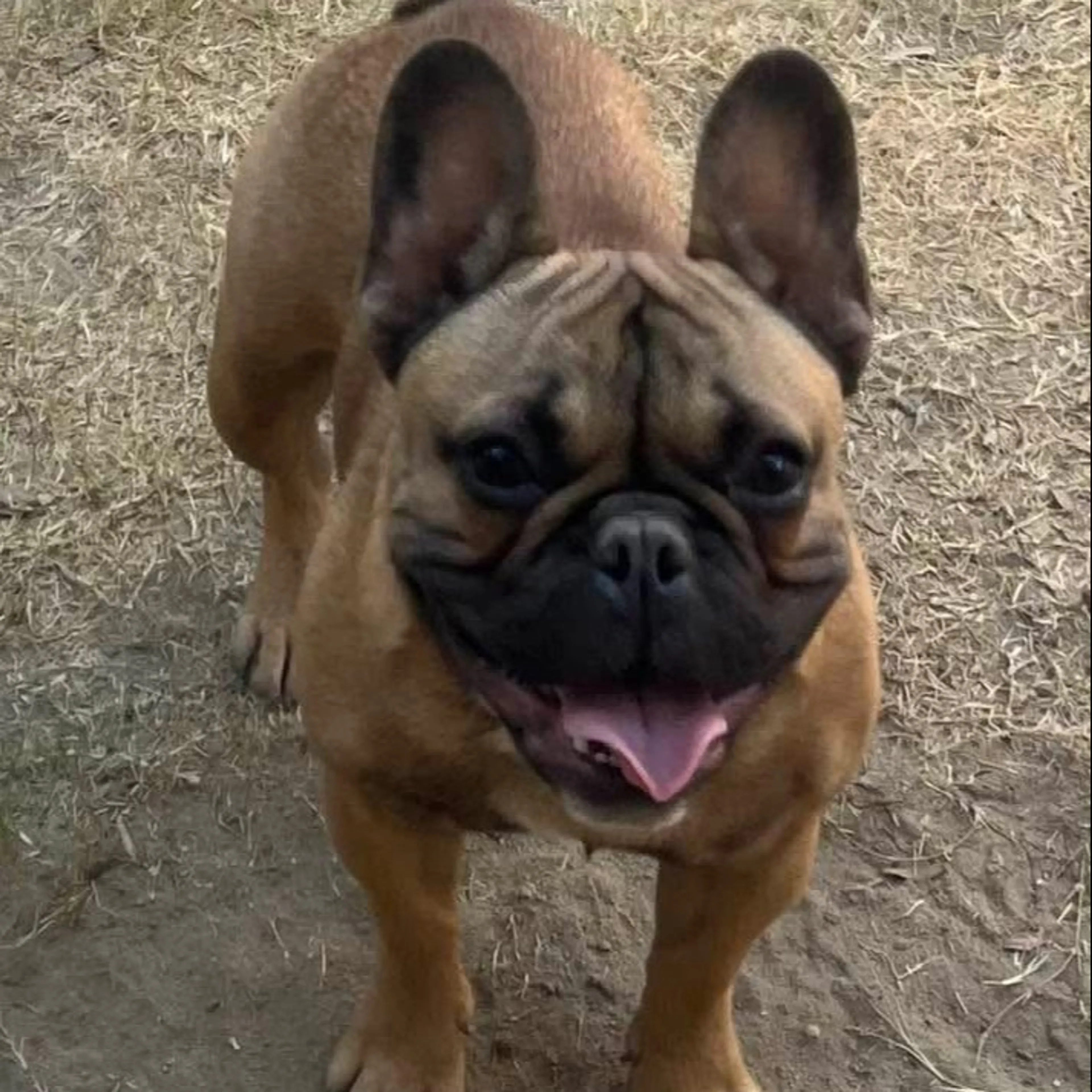 Lost pet