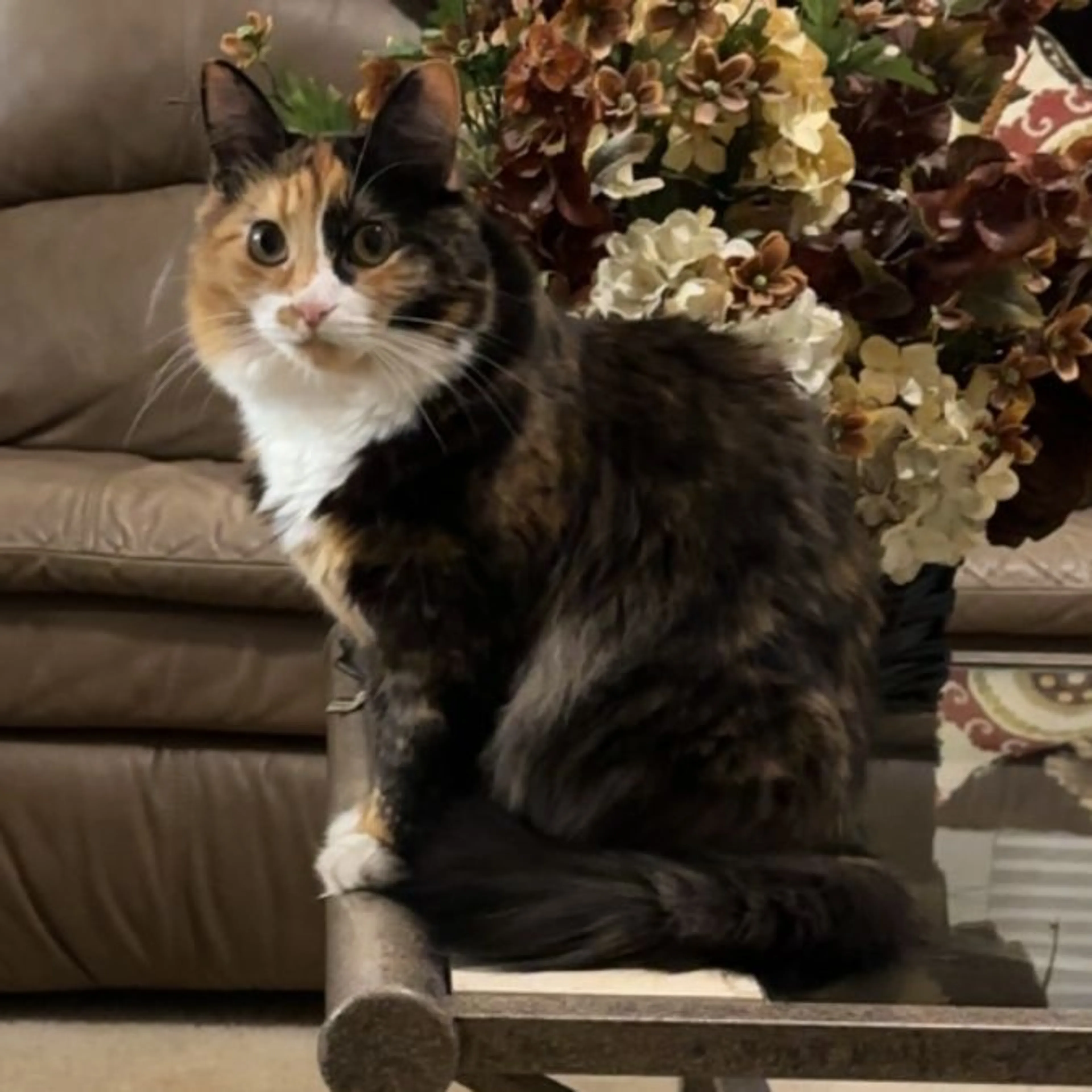Lost pet-0