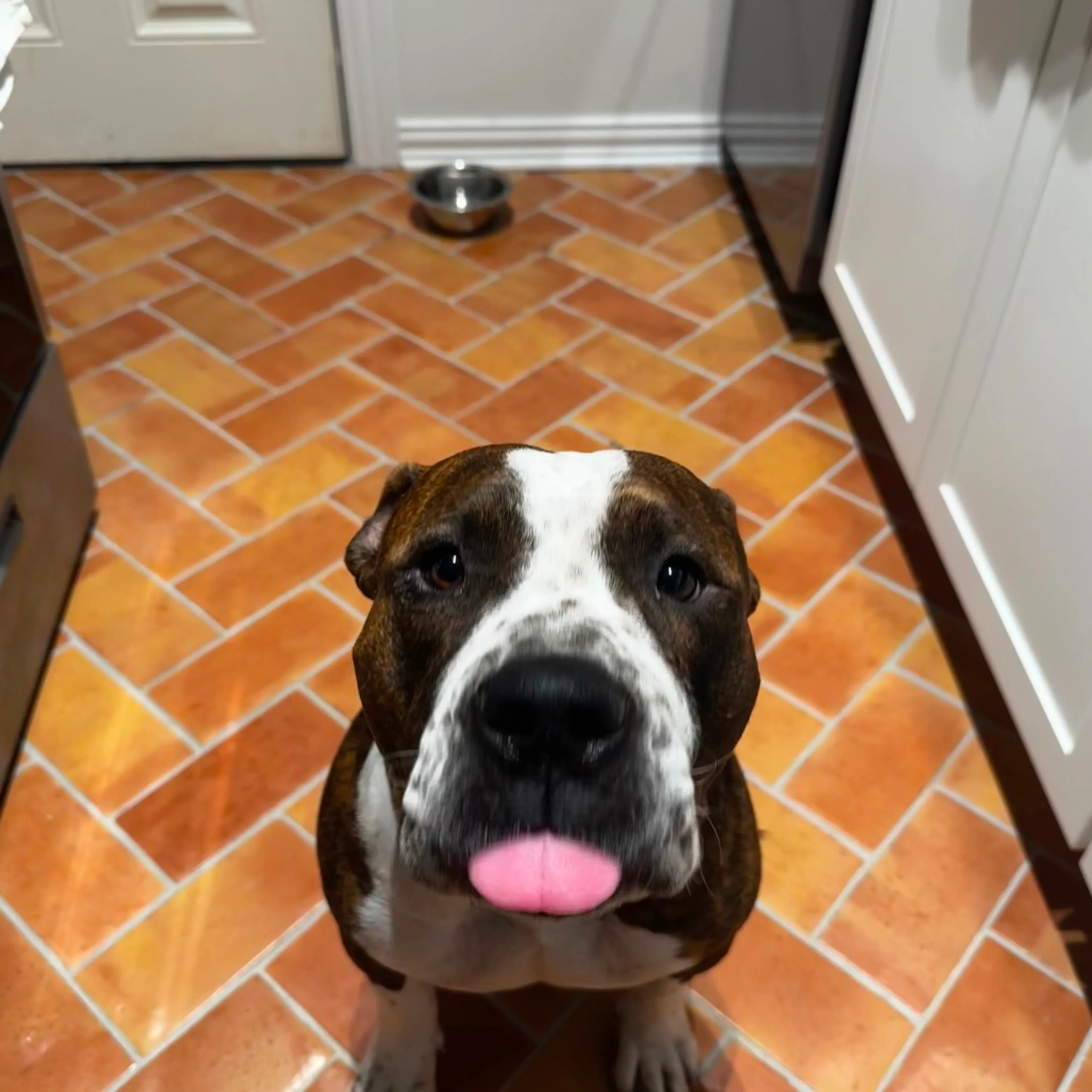 Found pet-9