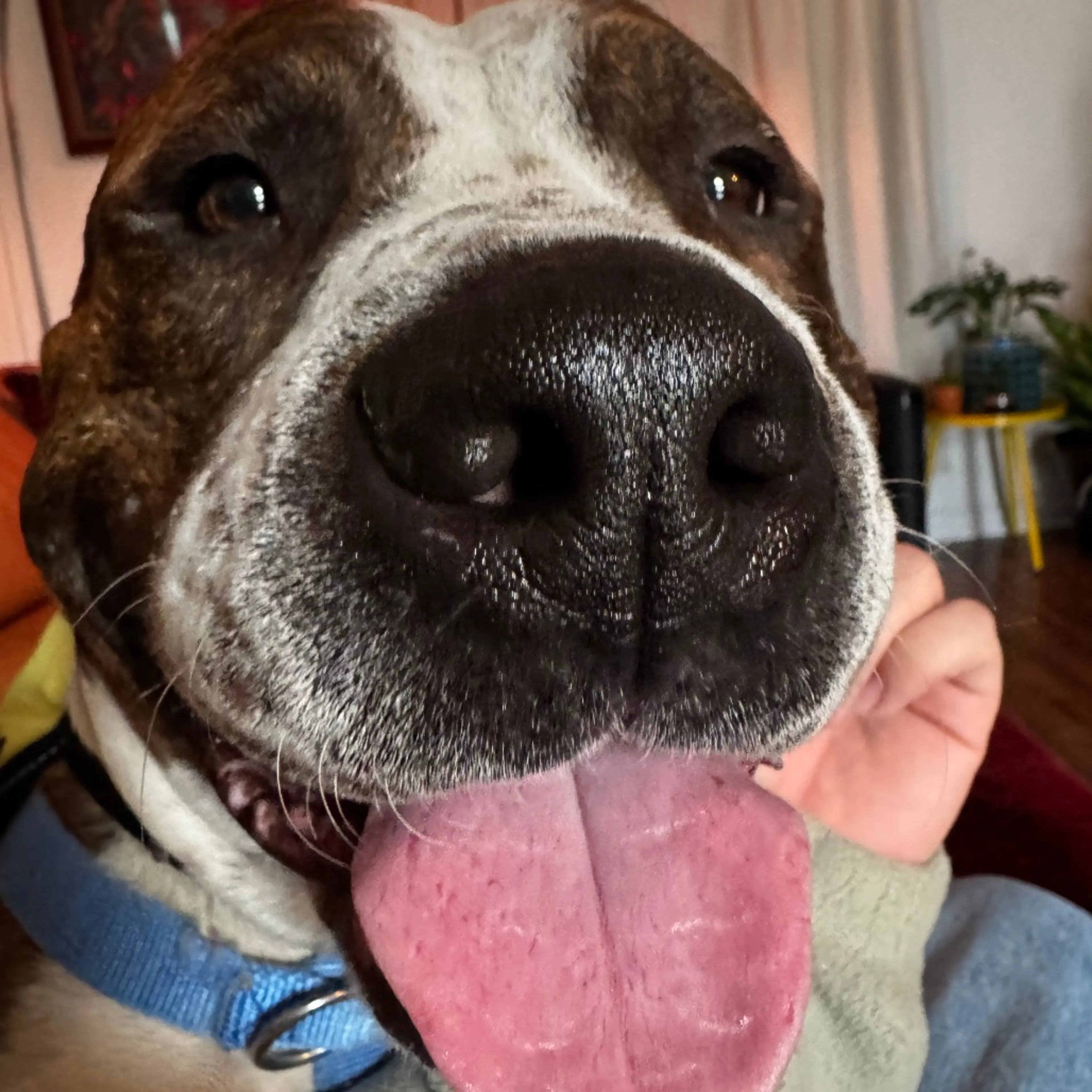 Found pet-8