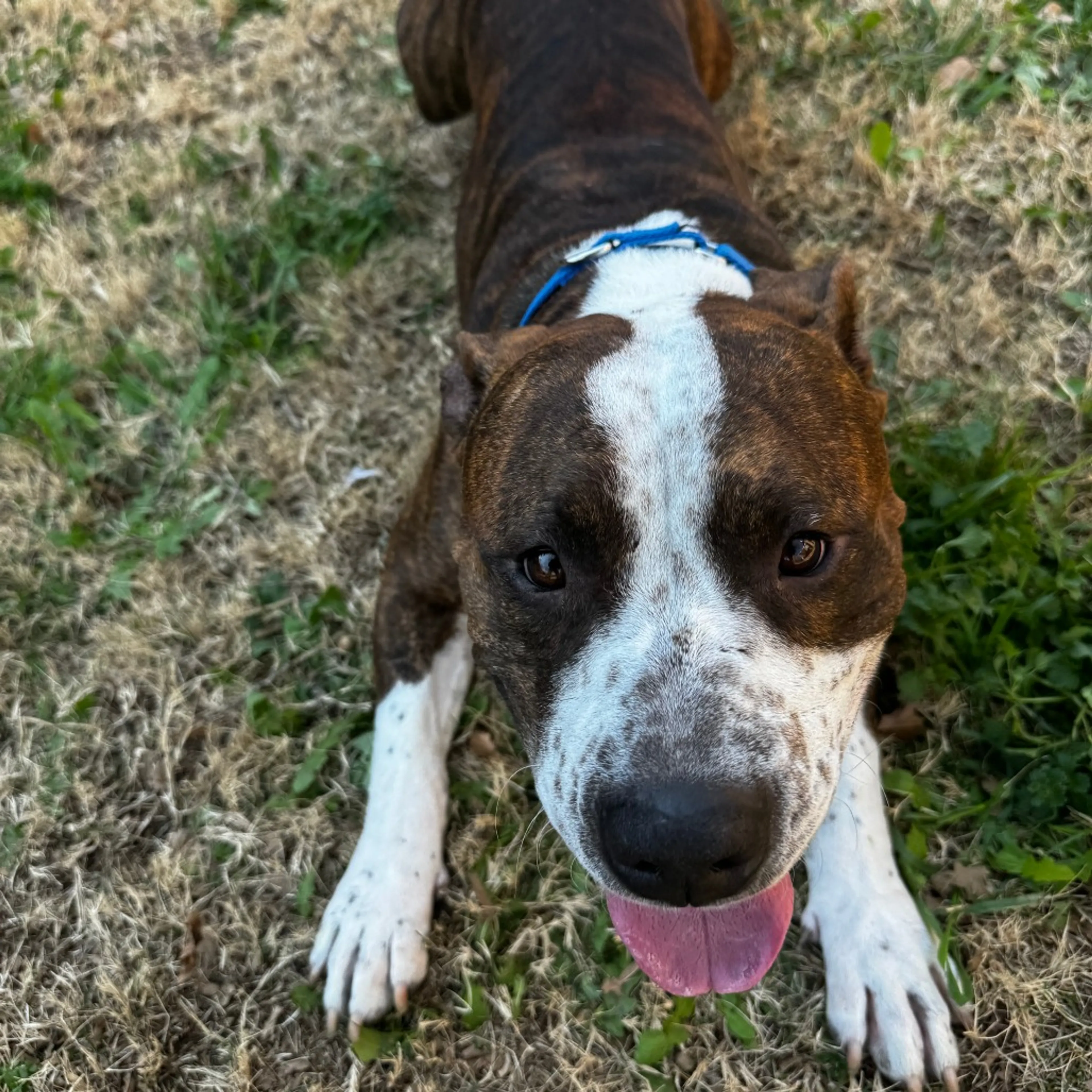 Found pet-12