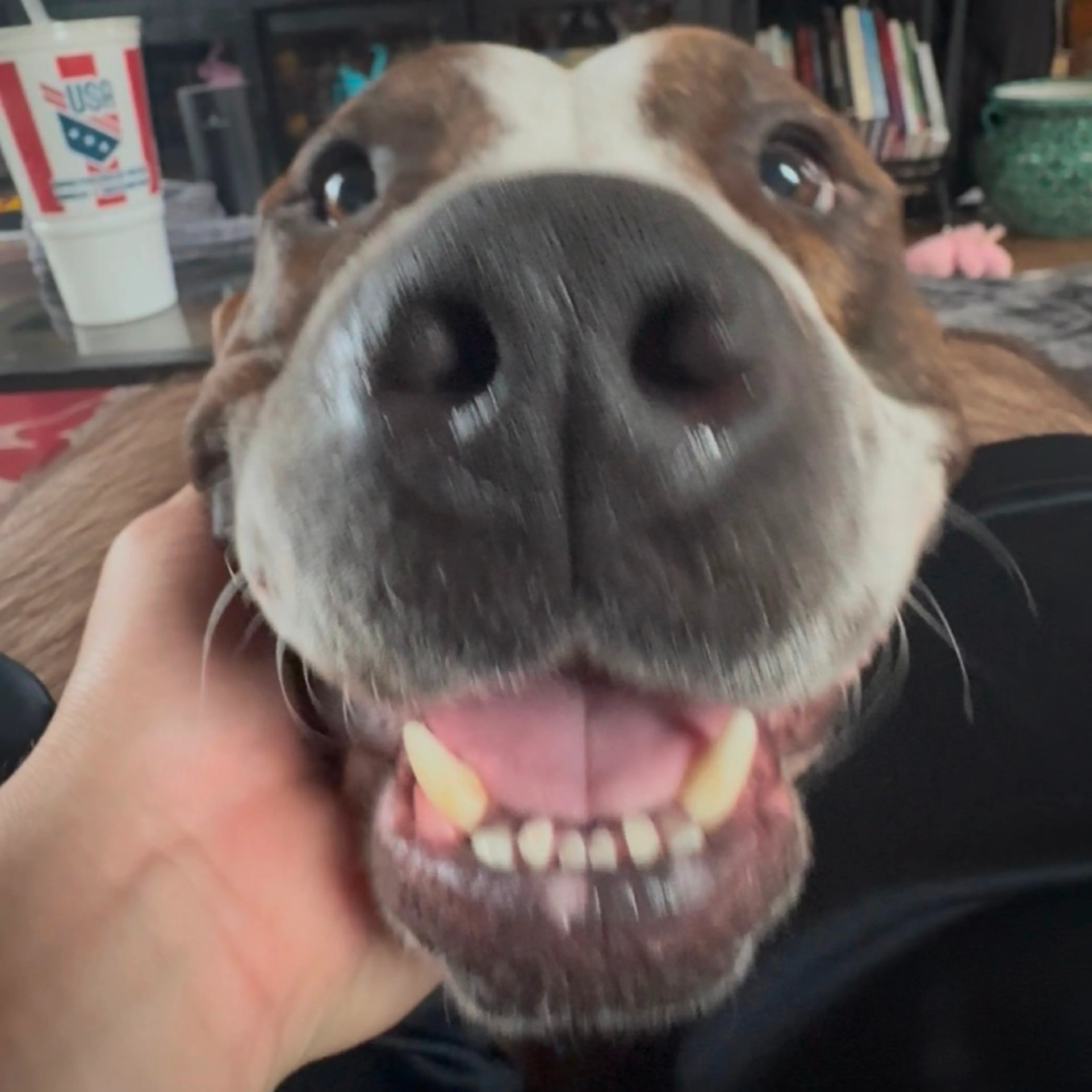 Found pet-10