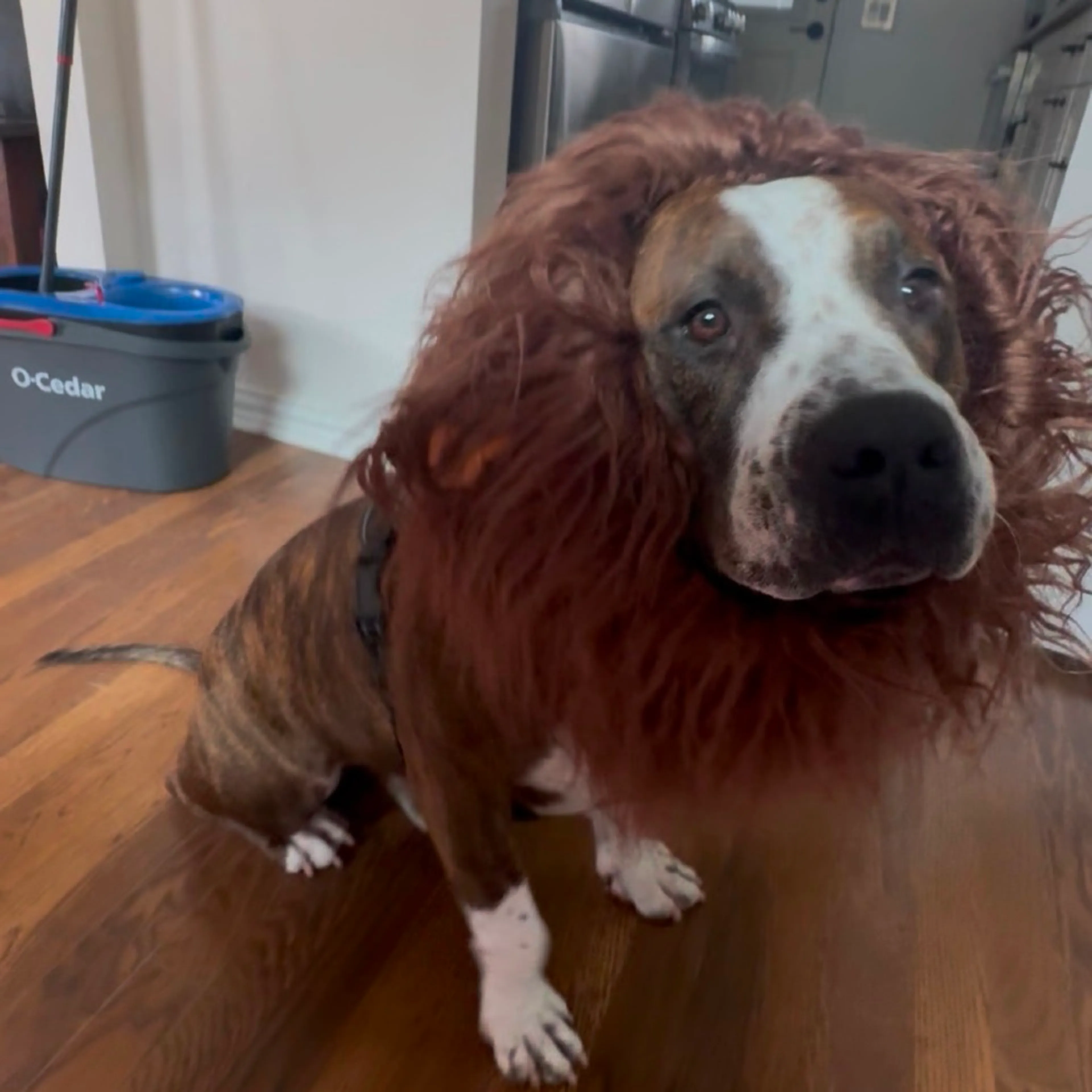 Found pet-0