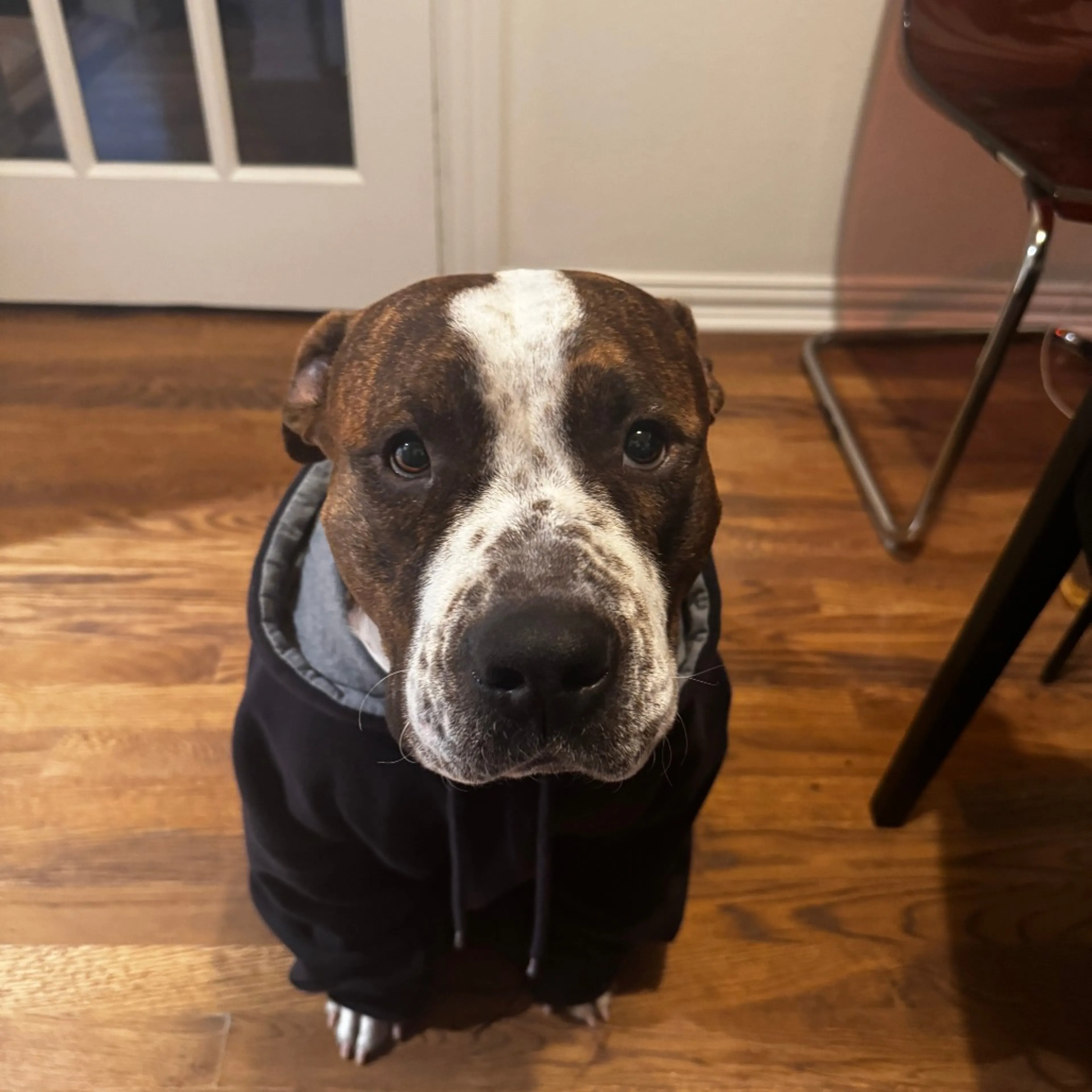 Found pet-5
