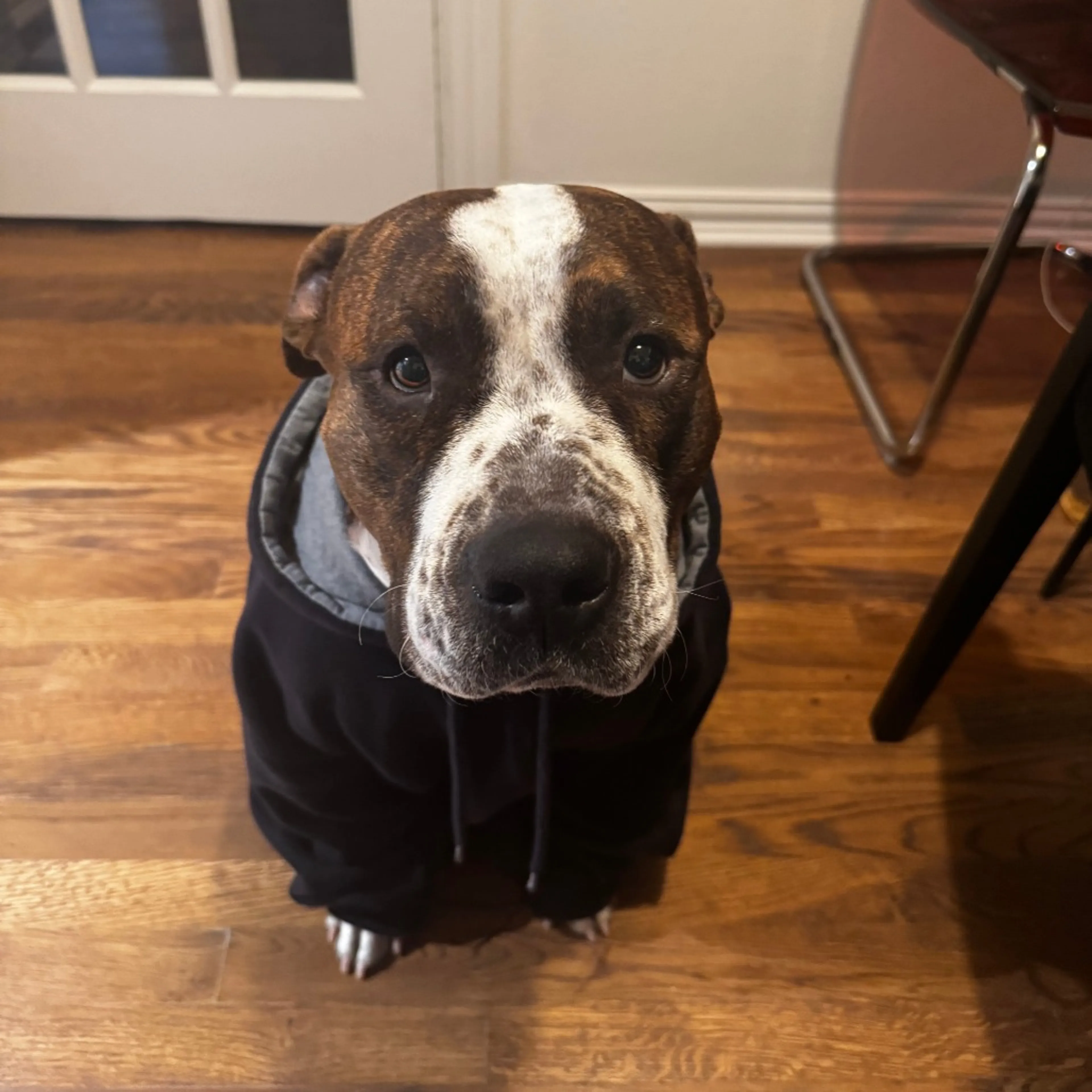 Found pet-11