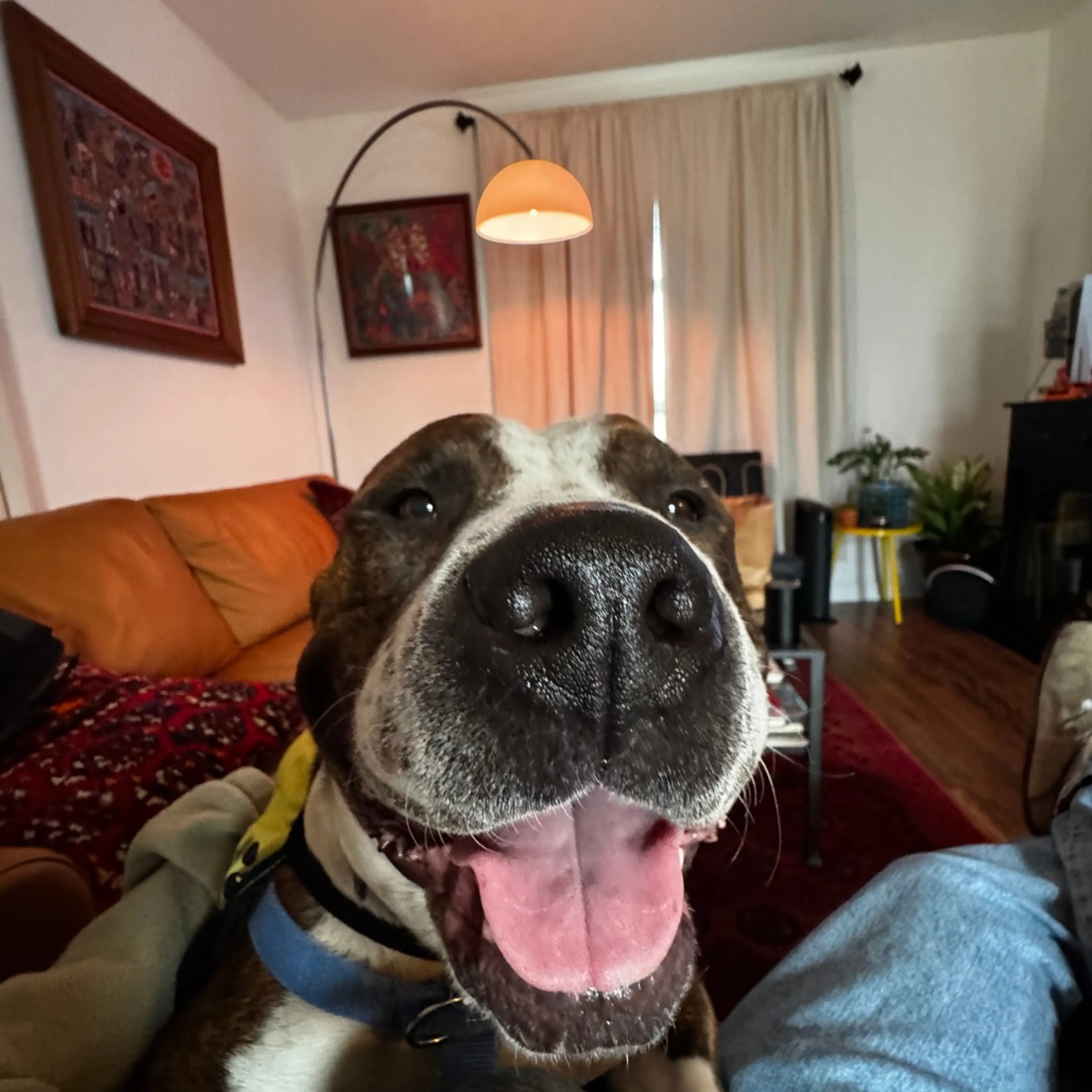 Found pet-6
