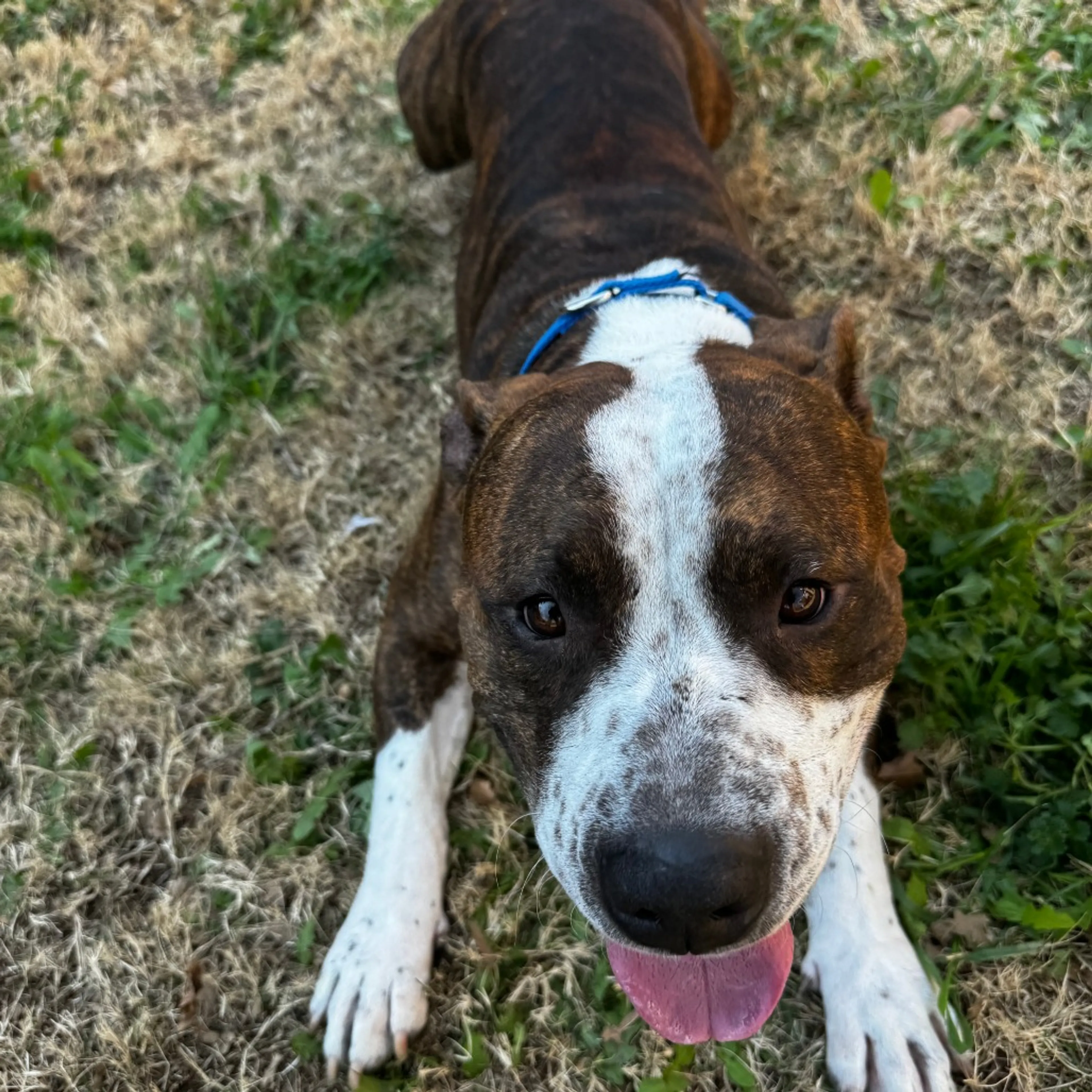 Found pet-4
