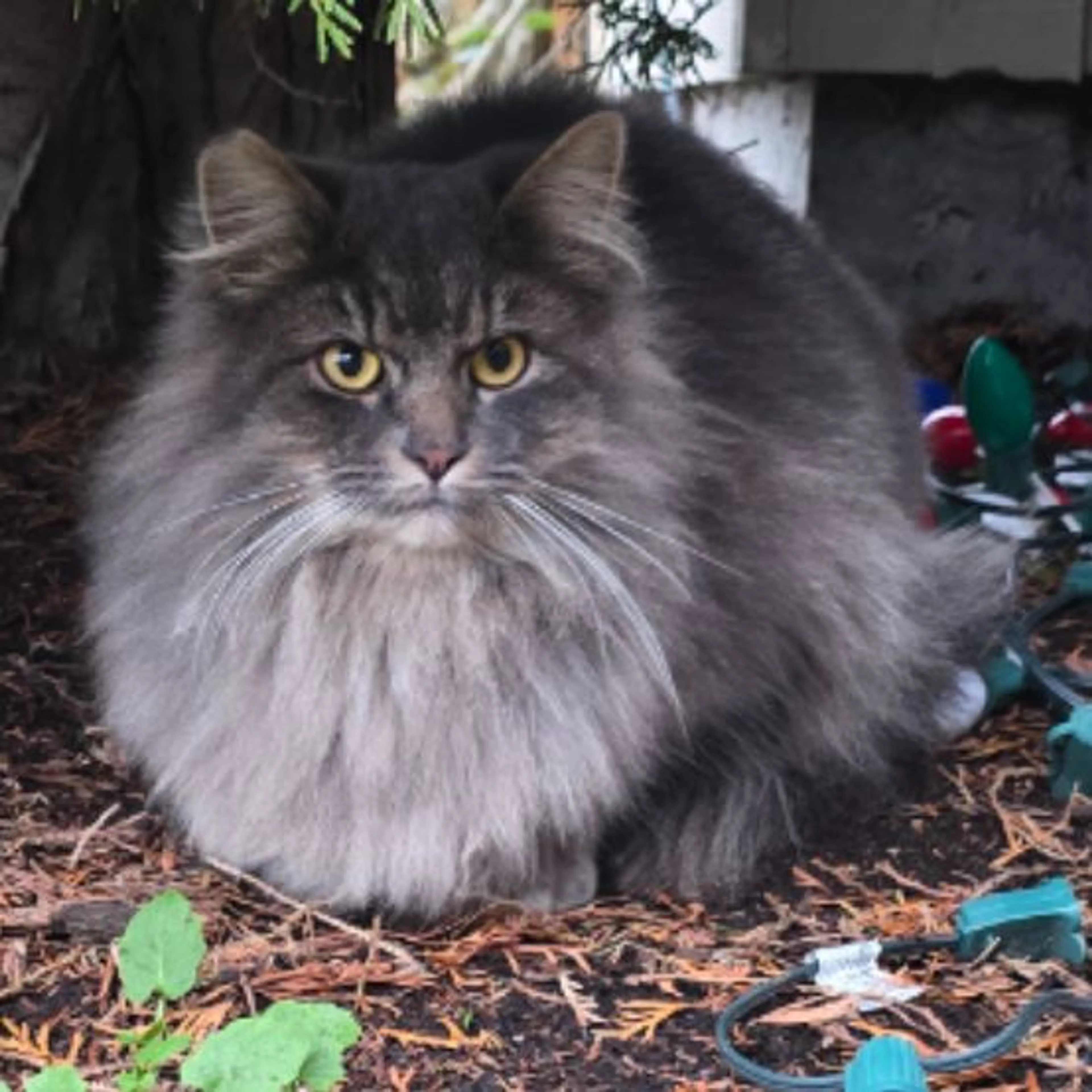 Lost pet-0