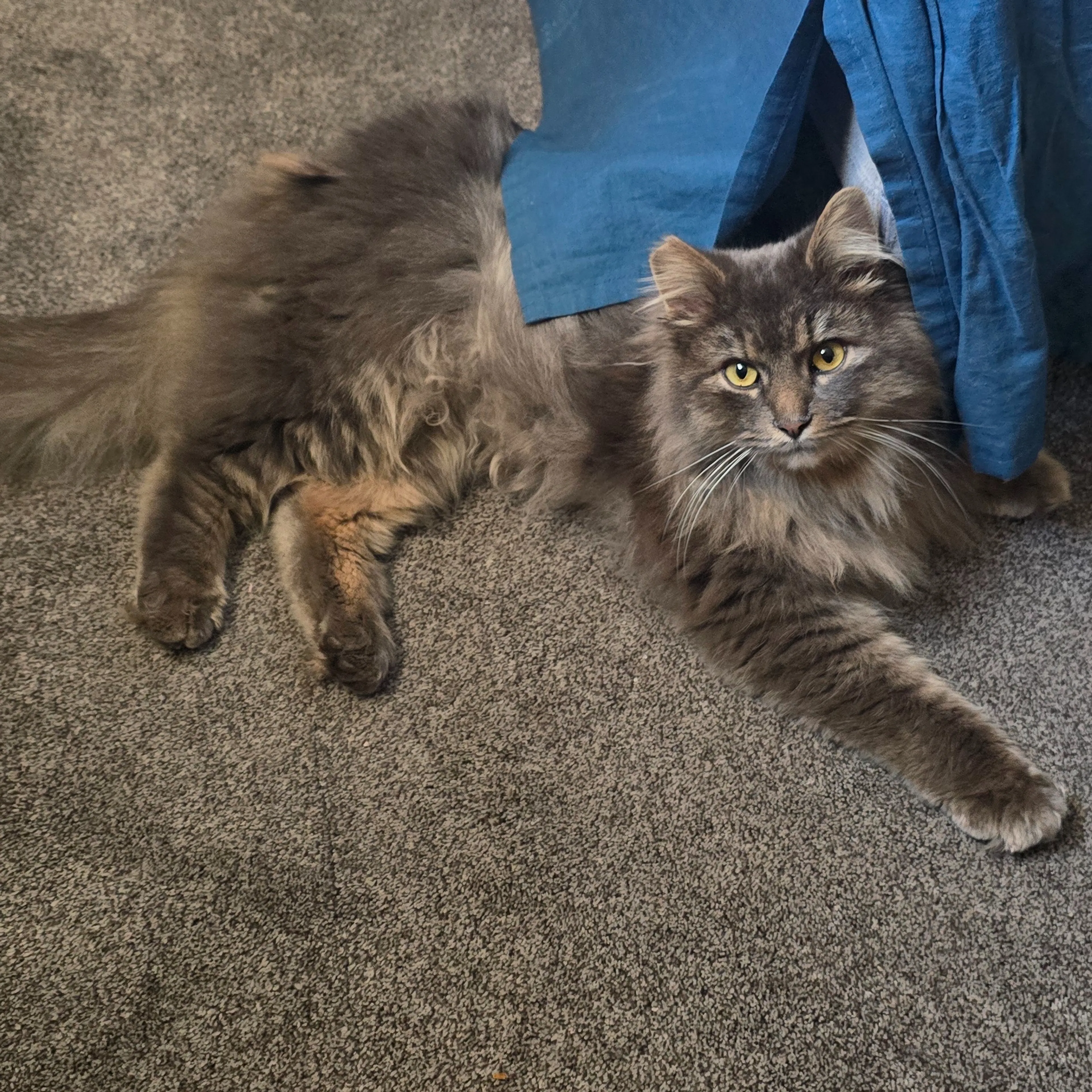 Lost pet-1