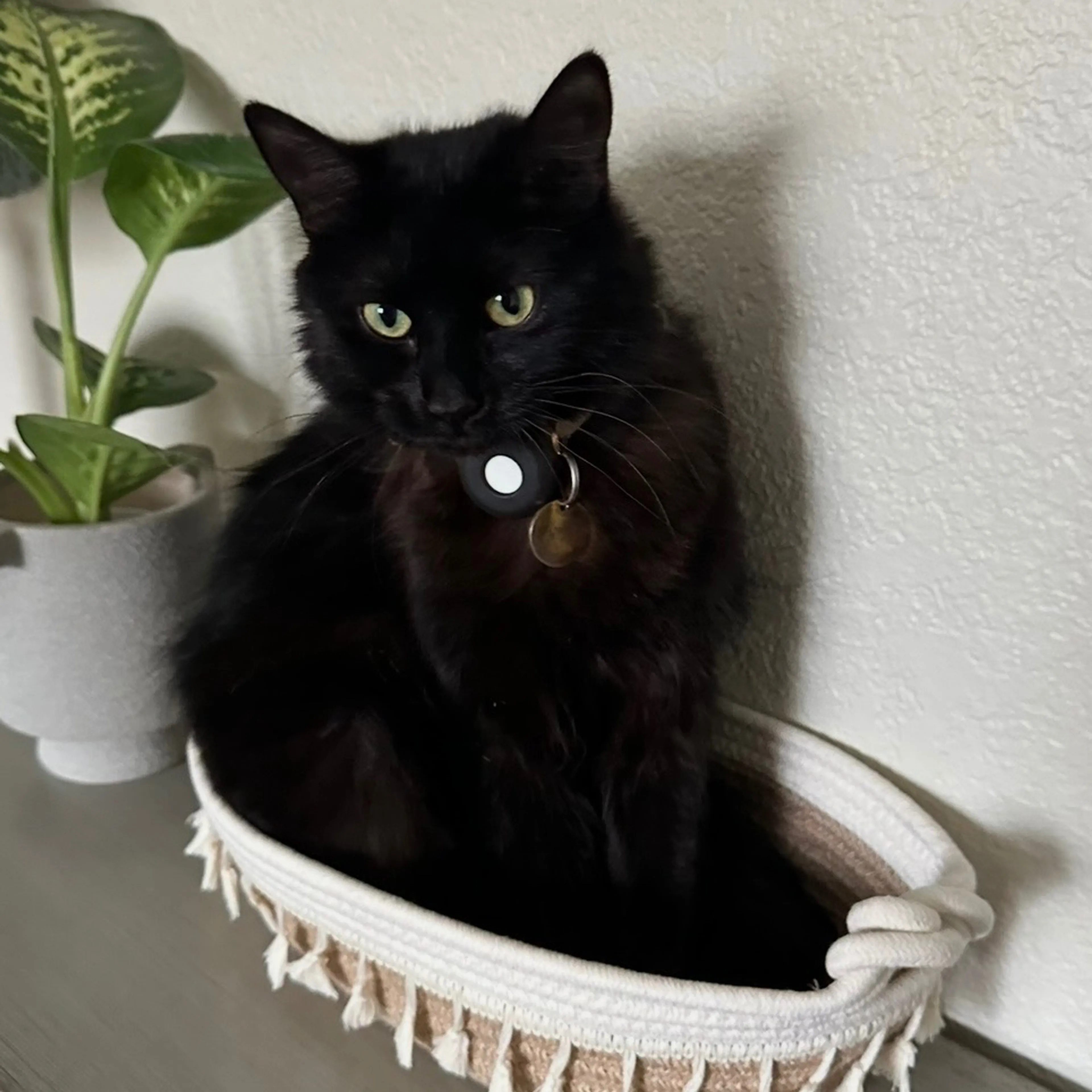 Lost pet-0