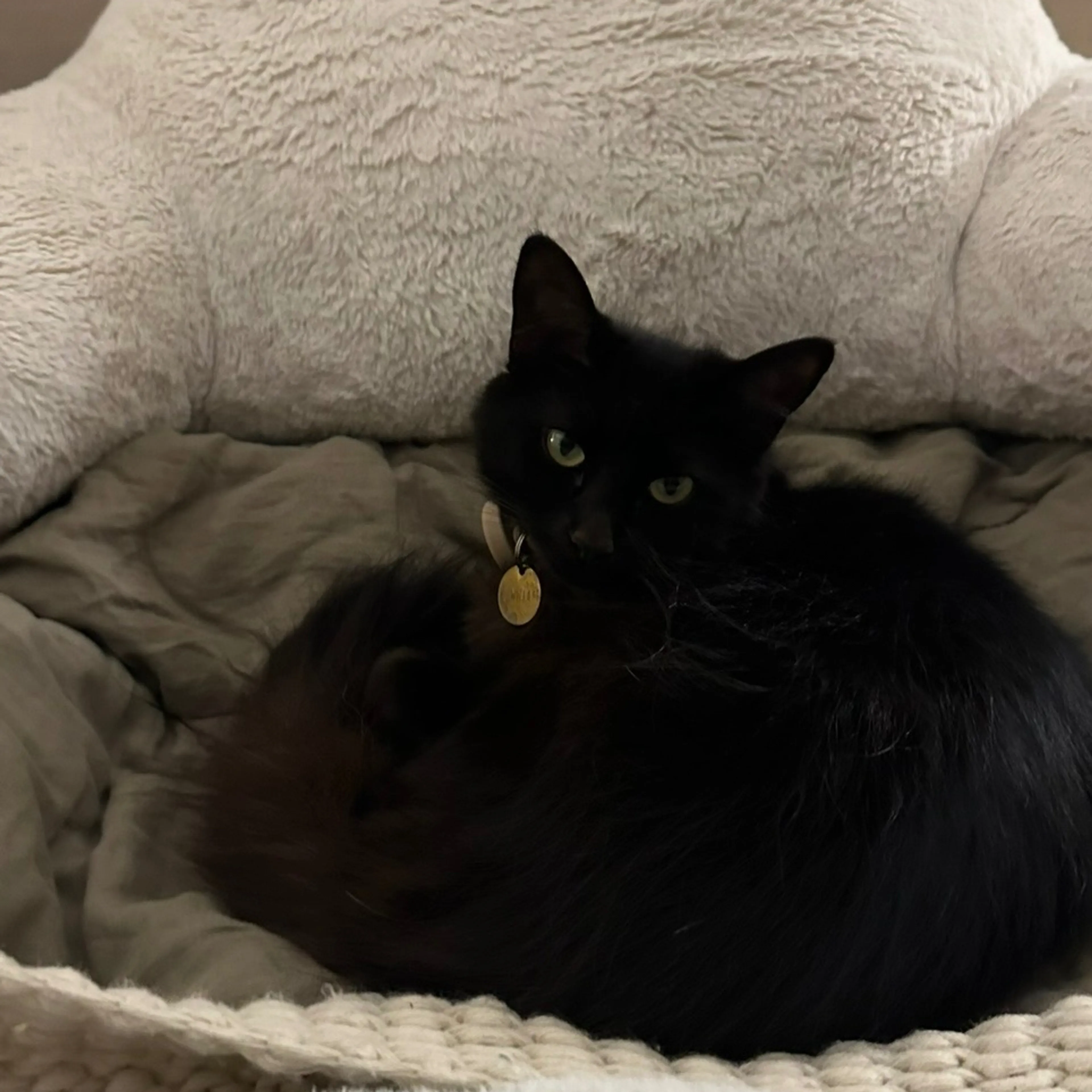 Lost pet-1