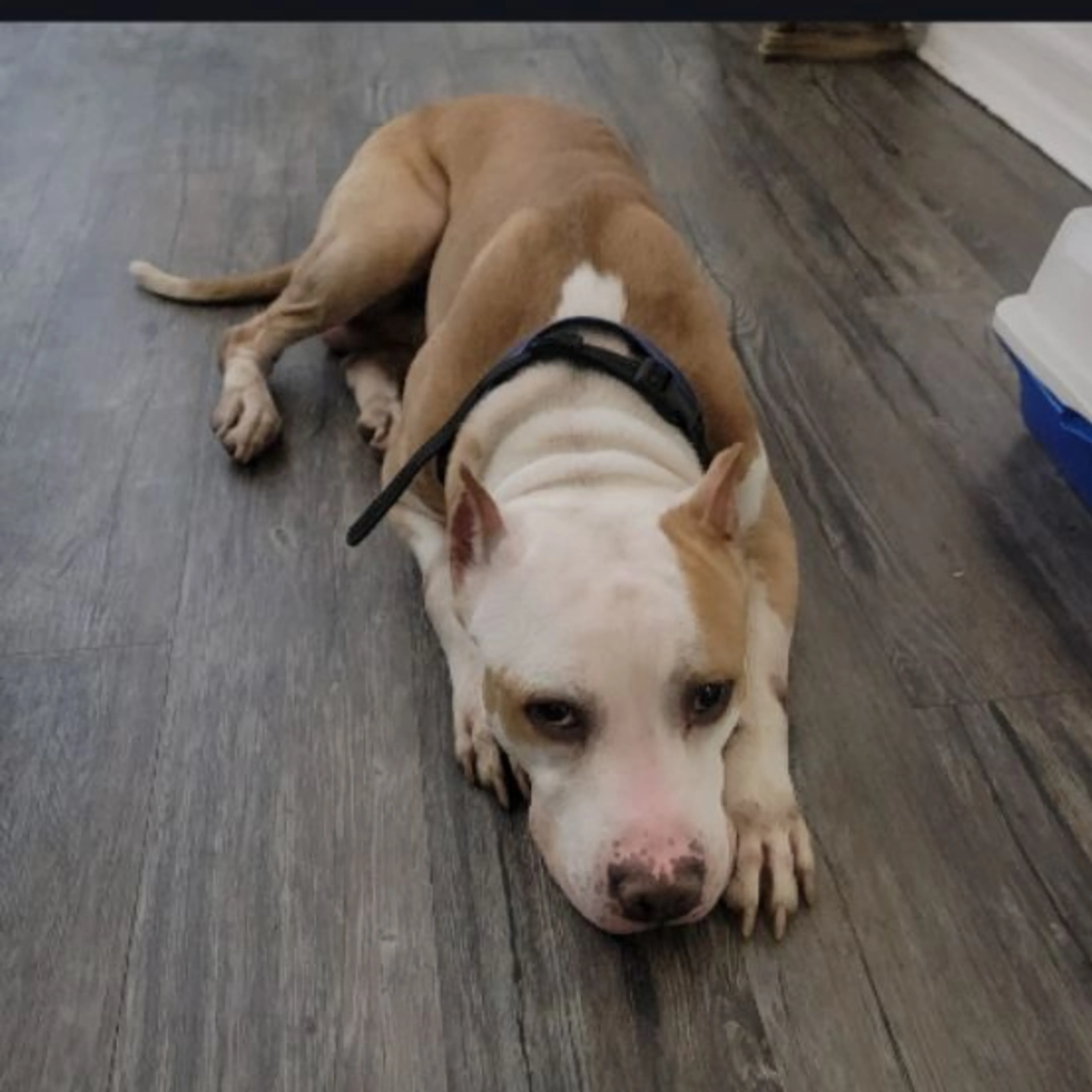 Lost pet