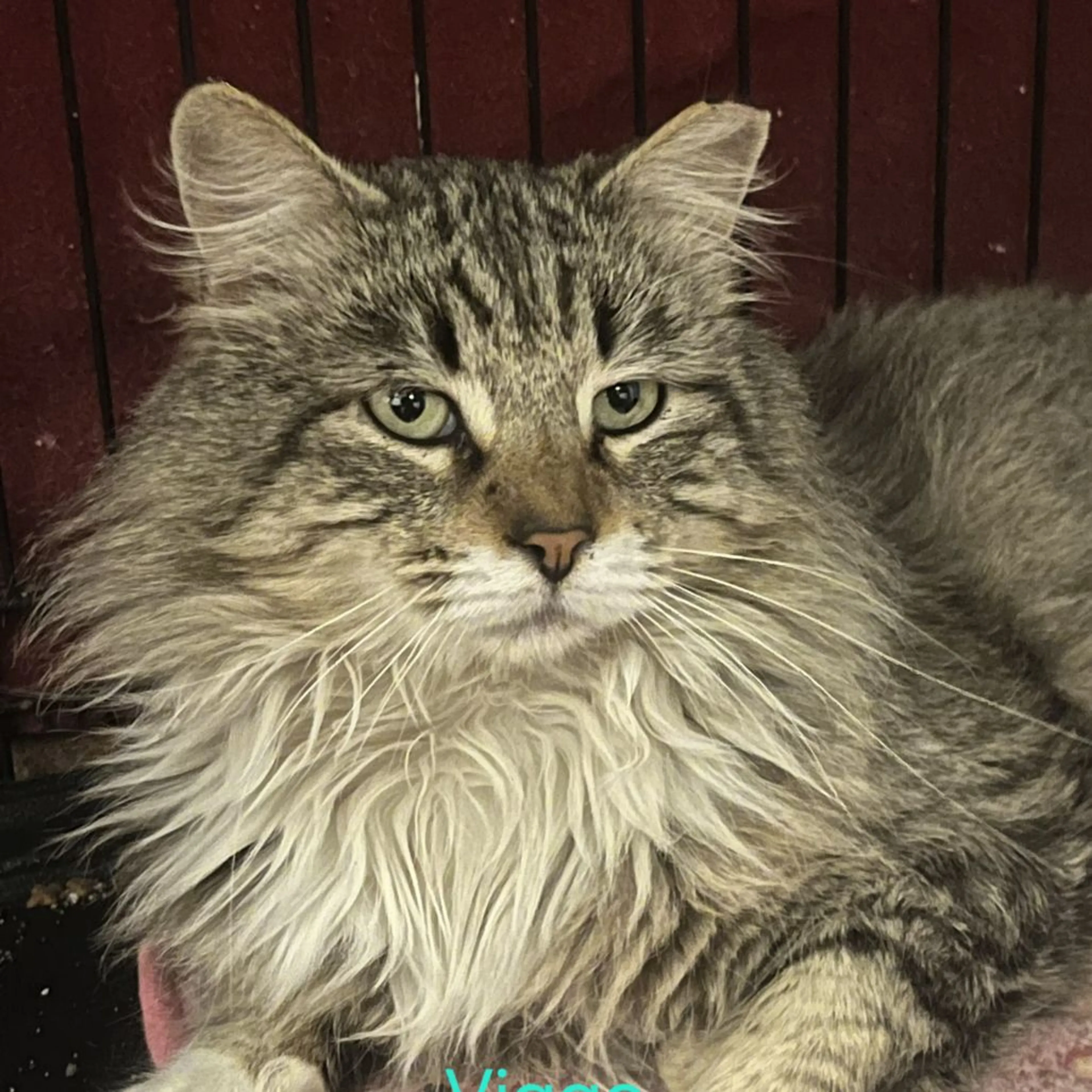Found pet