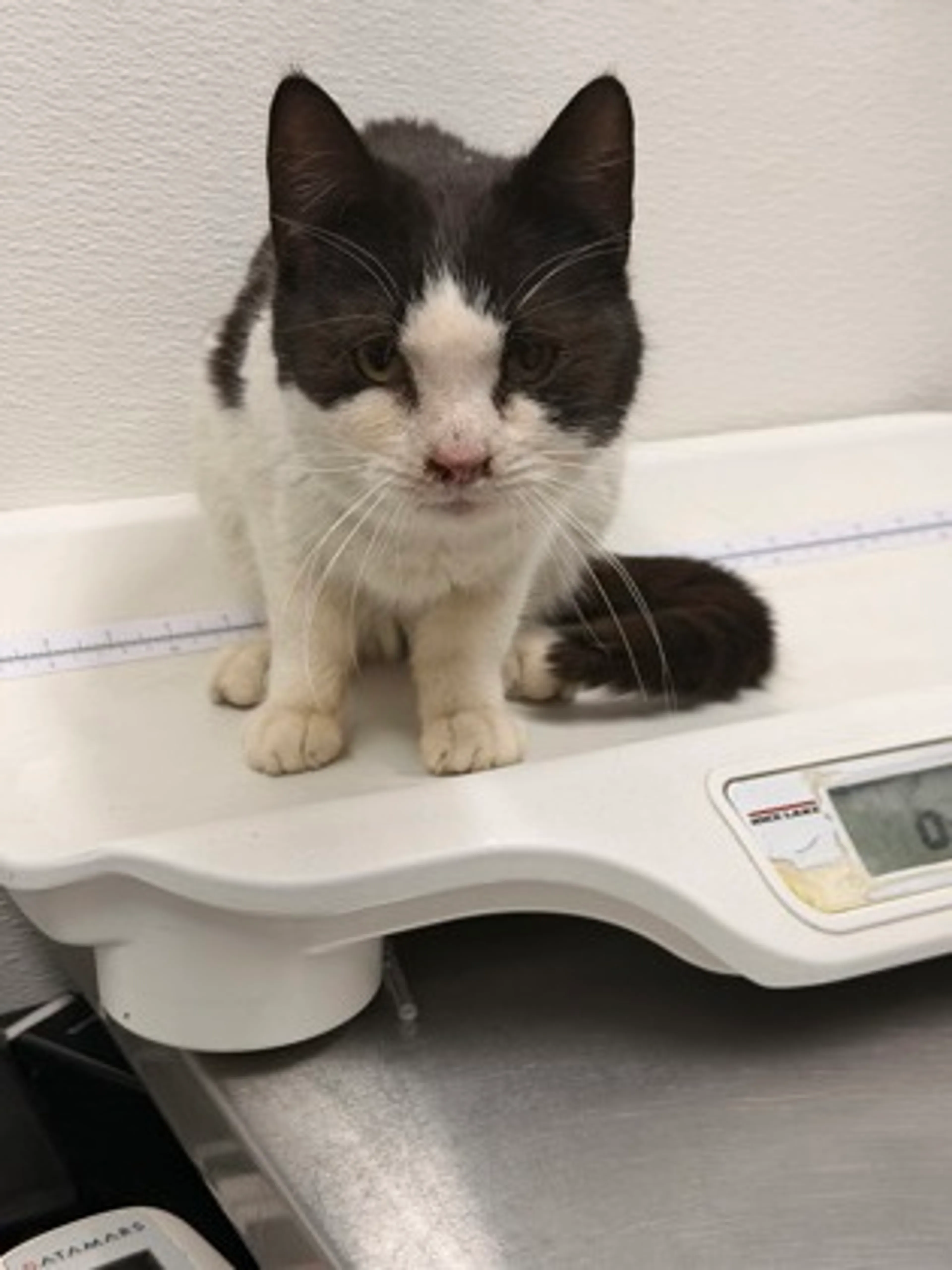 Found pet